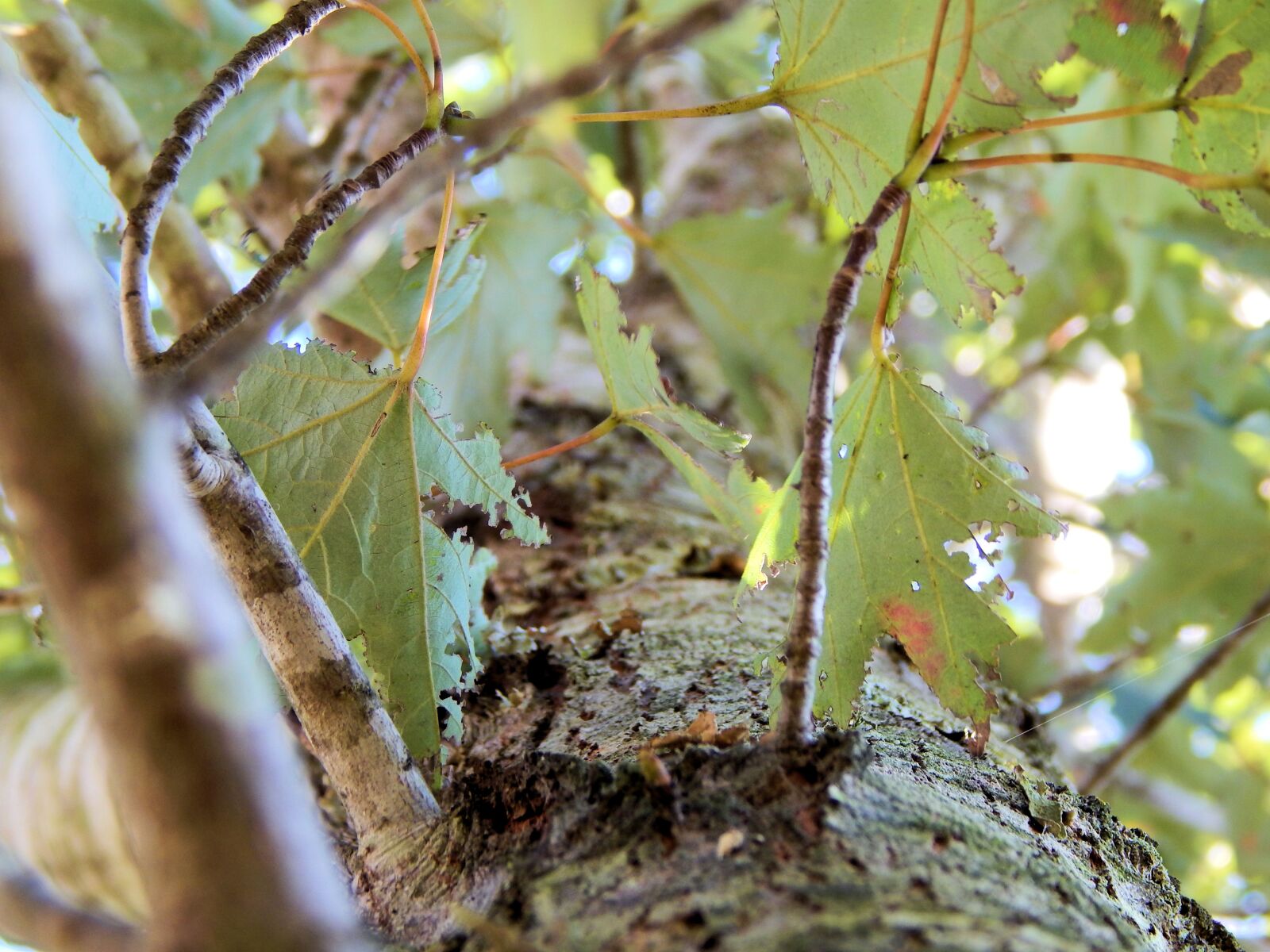 Nikon Coolpix L820 sample photo. Tree, branch, nature photography