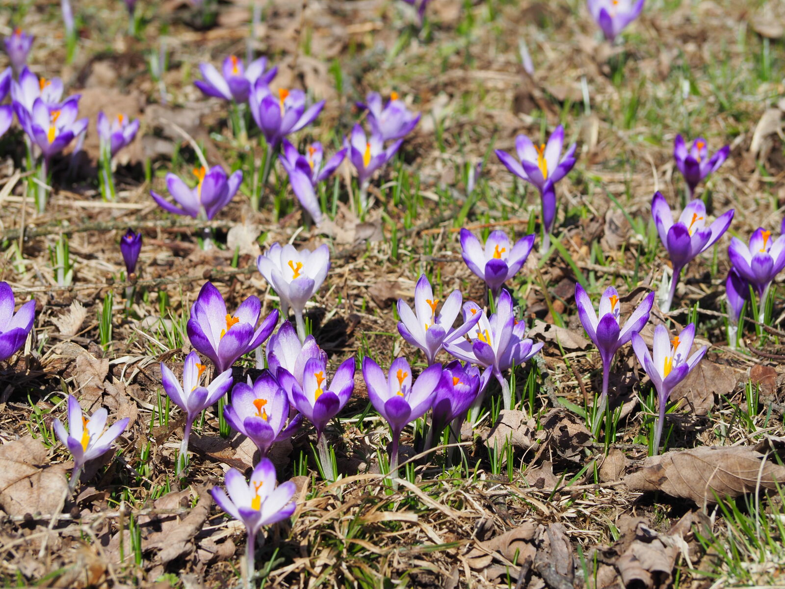 Olympus OM-D E-M10 II sample photo. Crocus, crocuses, flora, flower photography
