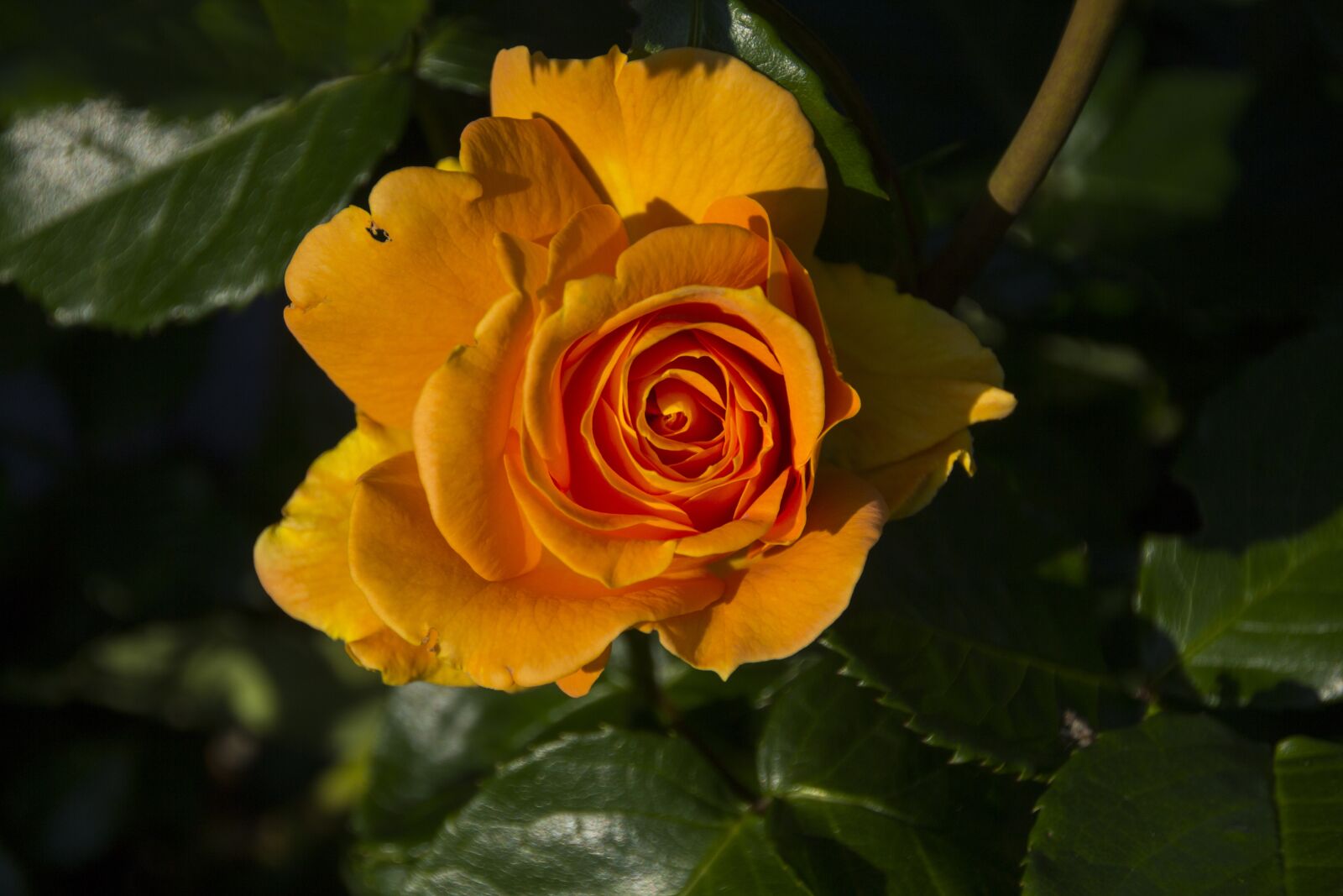 Canon EOS 60D sample photo. Rose, flower, blossom photography
