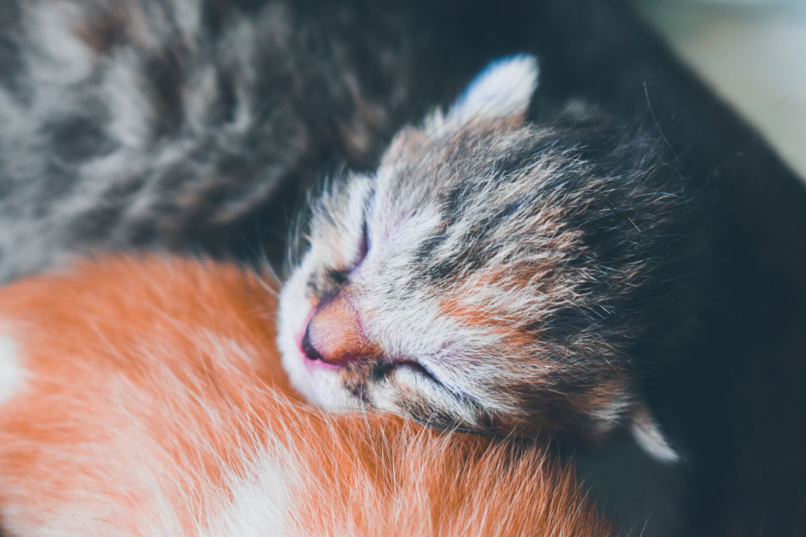 Nikon D3500 sample photo. Kitten, baby, pet photography