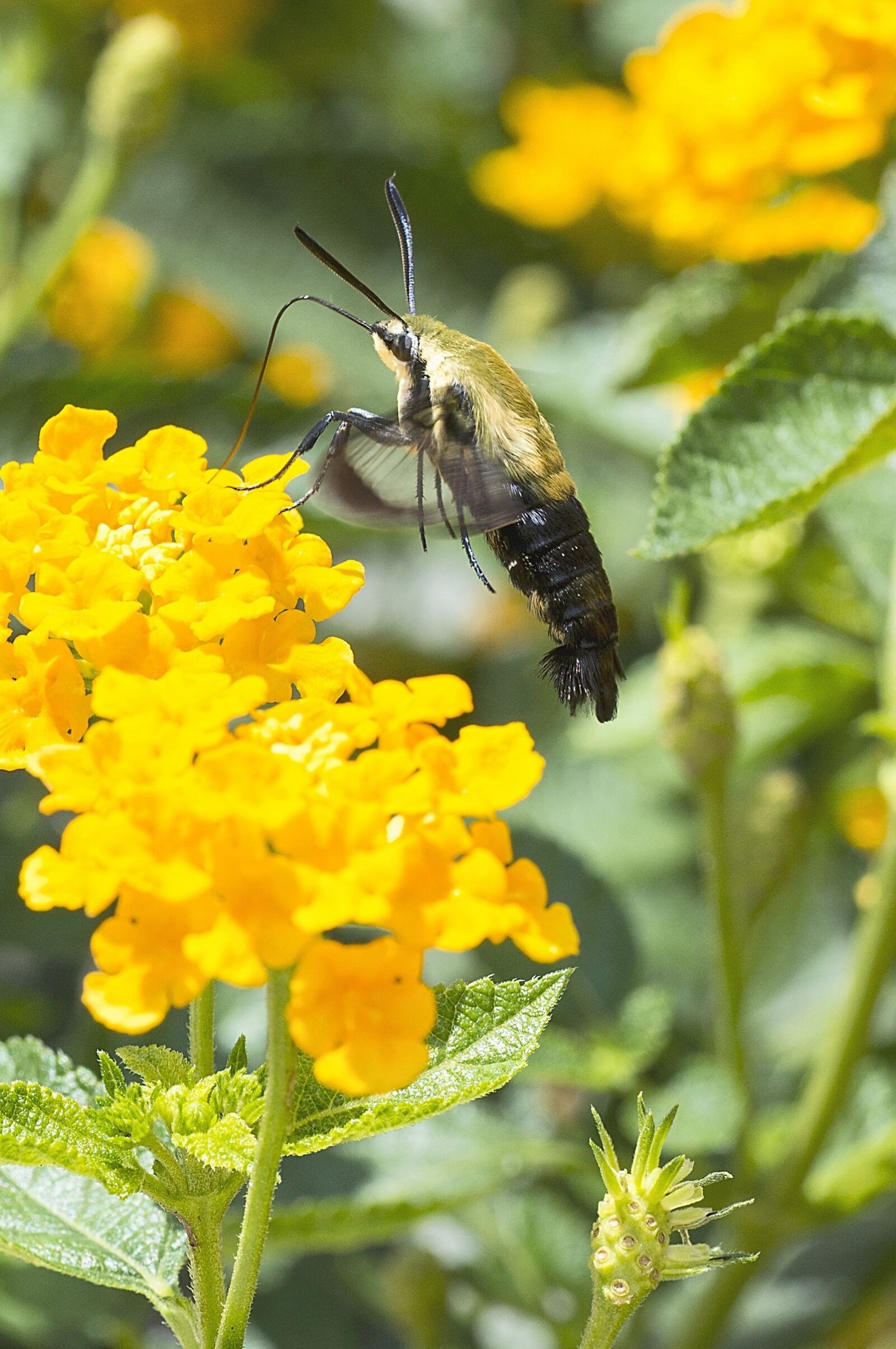 Nikon D610 sample photo. Moth, insect, animal photography