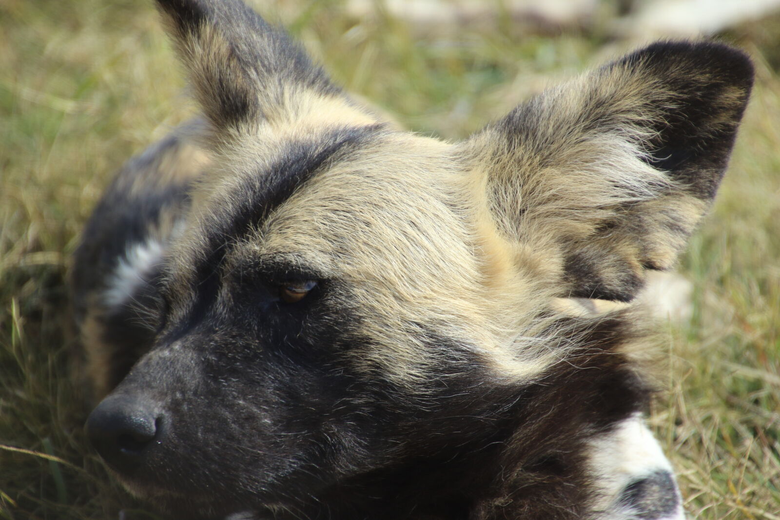 Canon EOS 7D Mark II sample photo. African, wild, dog, animal photography