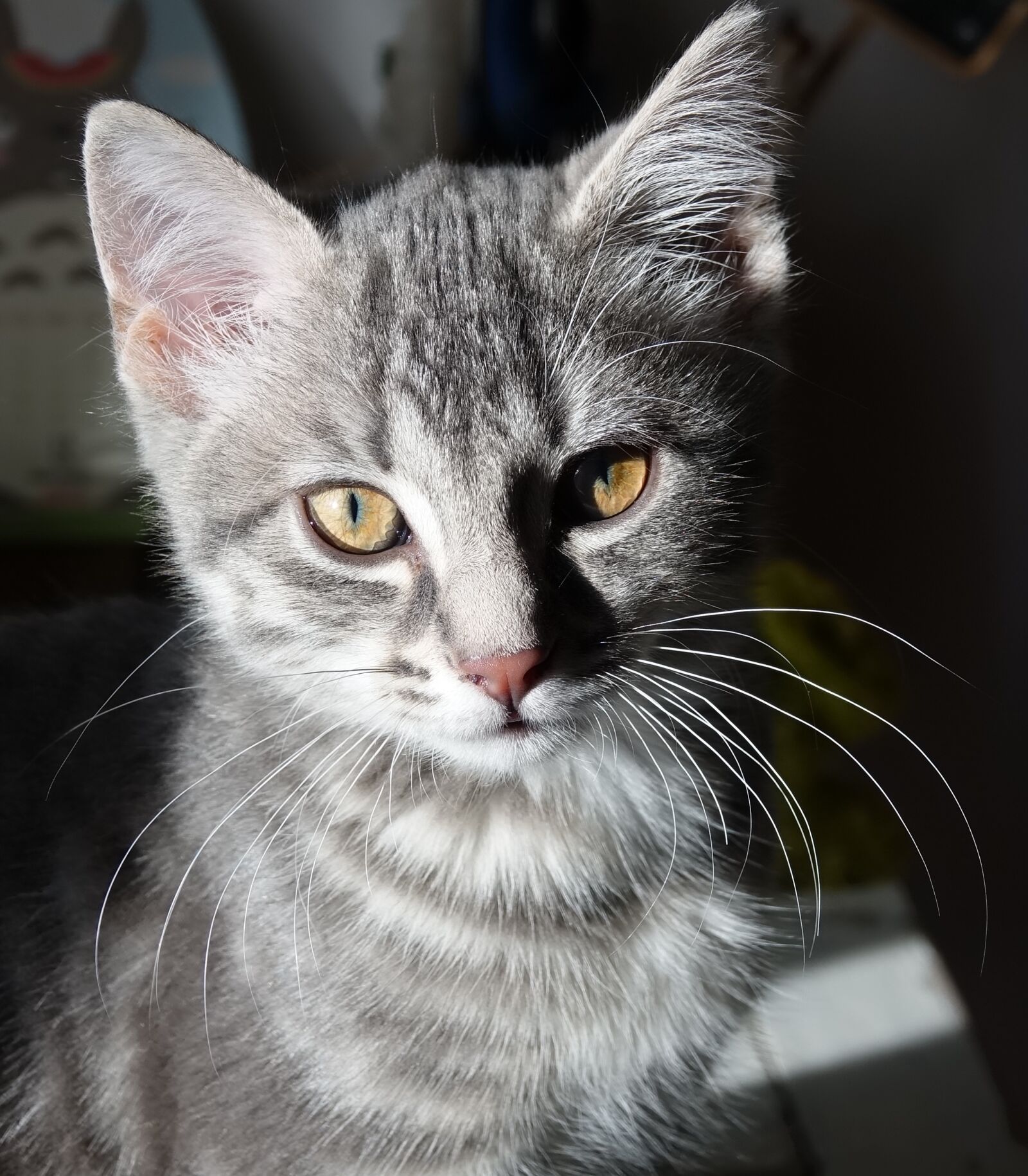 Sony Cyber-shot DSC-RX10 III sample photo. Cat, baby cat, tabby photography