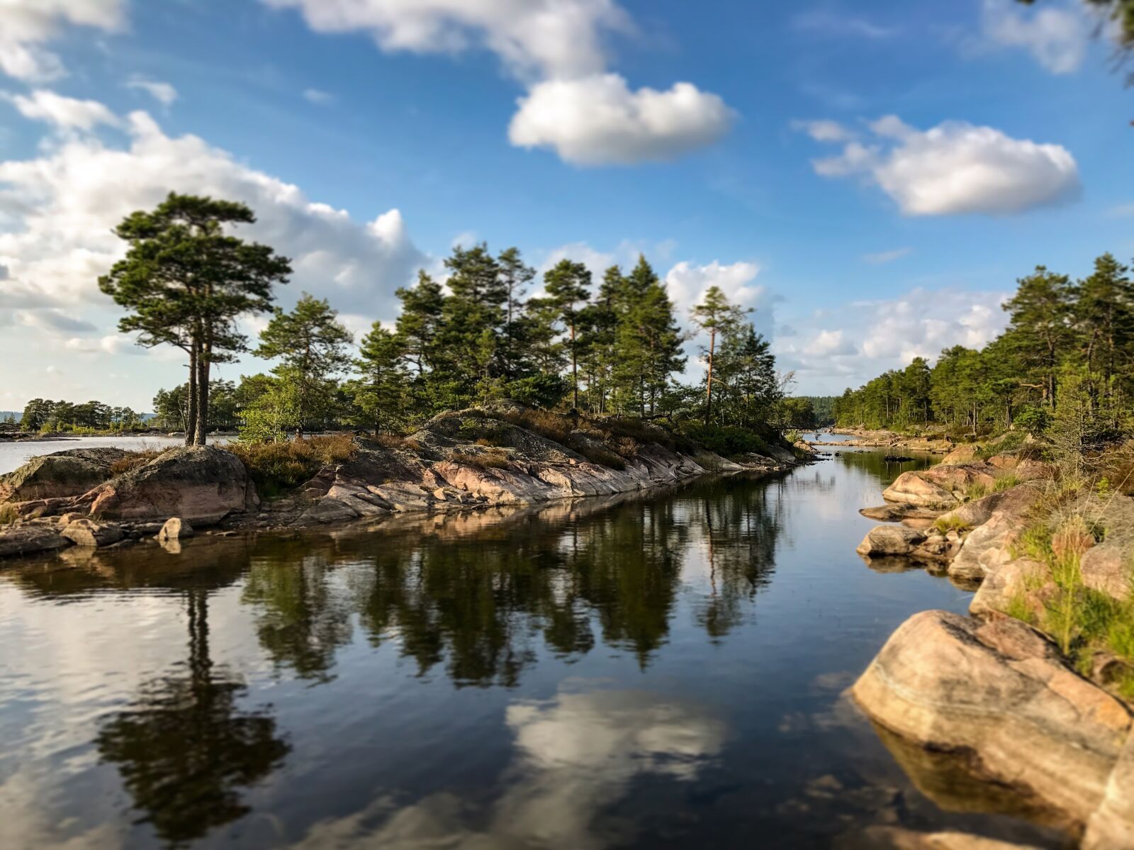 iPhone 7 back camera 3.99mm f/1.8 sample photo. Landscape, nature, forest photography