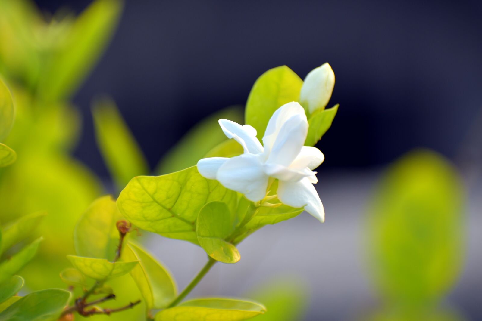 Nikon D5600 sample photo. Arabian jasmine, jasminum sambac photography