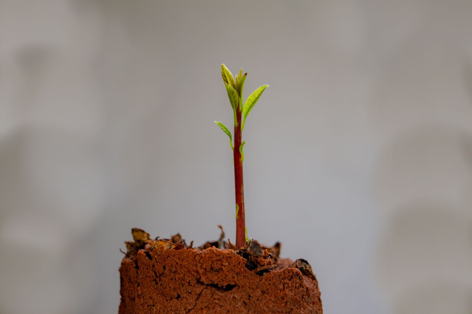 Nikon D3200 sample photo. Plant, pot, cactus photography