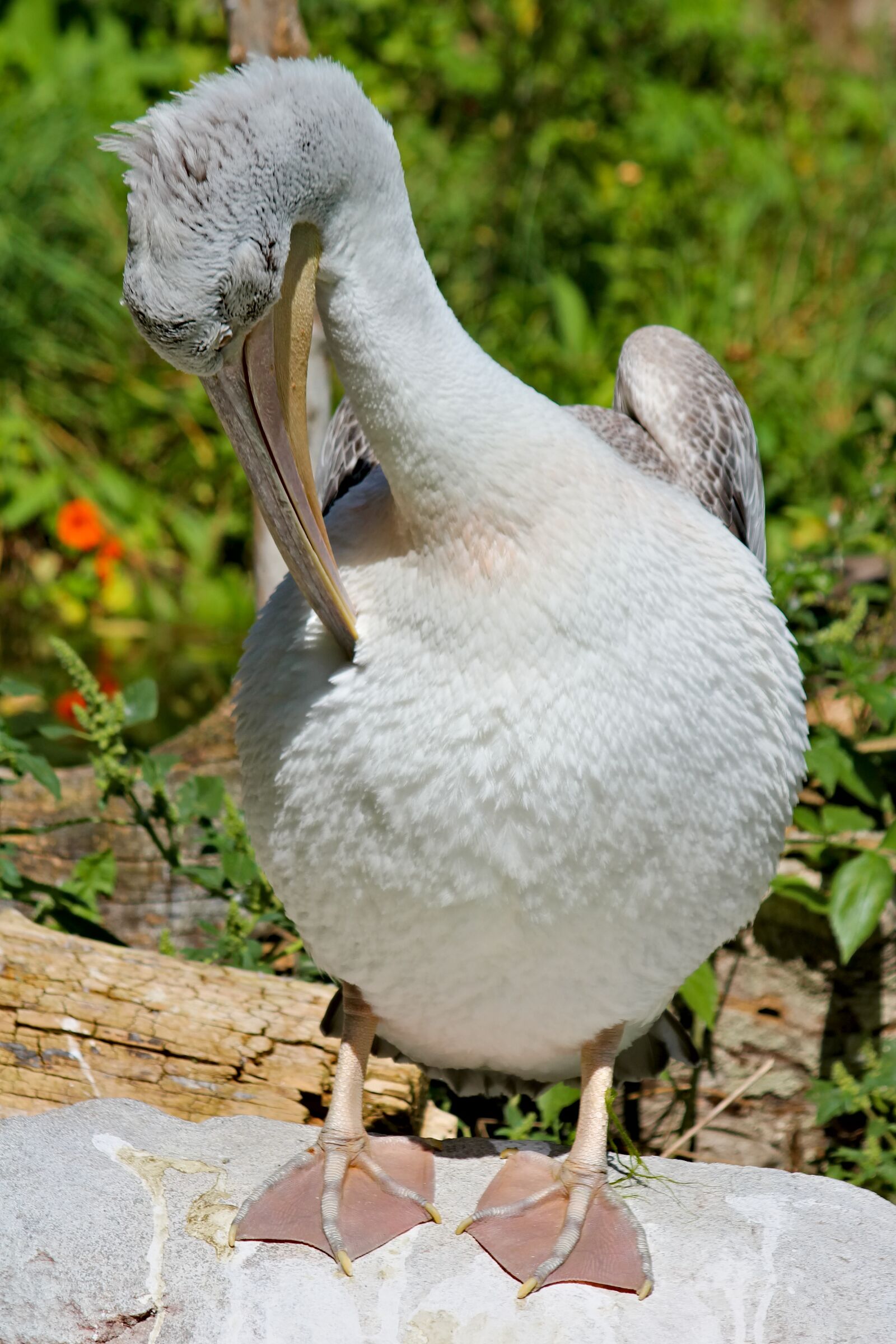 Canon EOS 550D (EOS Rebel T2i / EOS Kiss X4) sample photo. Pelican, bird, water photography