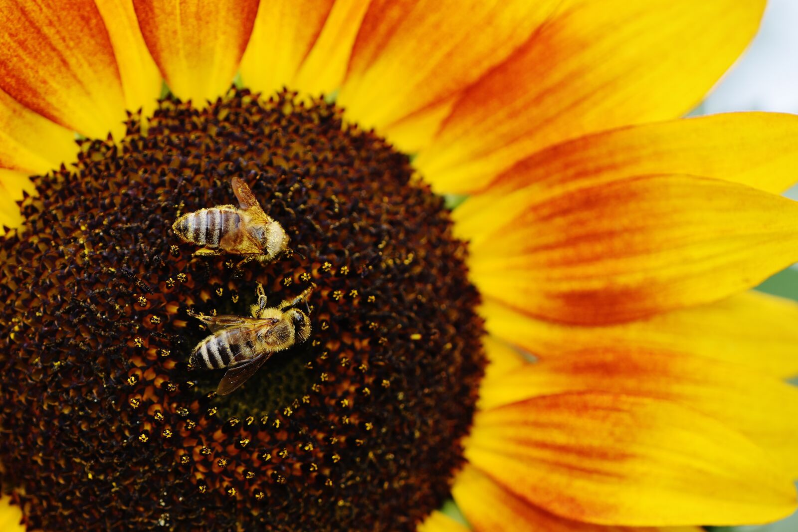 Nikon D7200 sample photo. Sunflower, bees, summer photography
