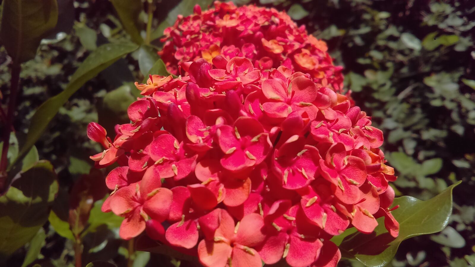 HTC DESIRE 626S sample photo. Flowers, pollen, nature photography