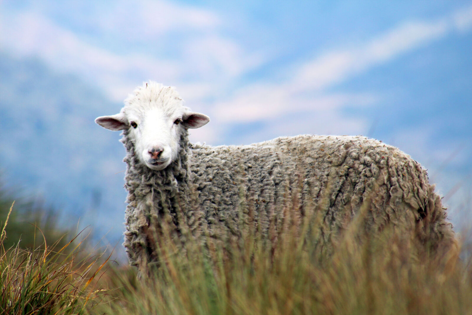Canon EOS 1200D (EOS Rebel T5 / EOS Kiss X70 / EOS Hi) sample photo. Brown, sheep, on, grass photography