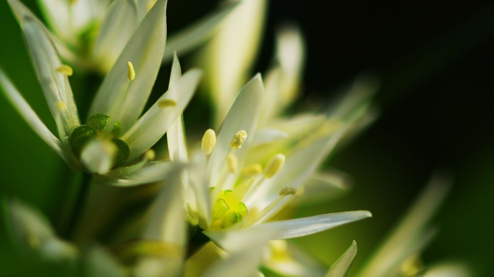 Canon EOS M50 (EOS Kiss M) sample photo. Bear's garlic, plant, spring photography