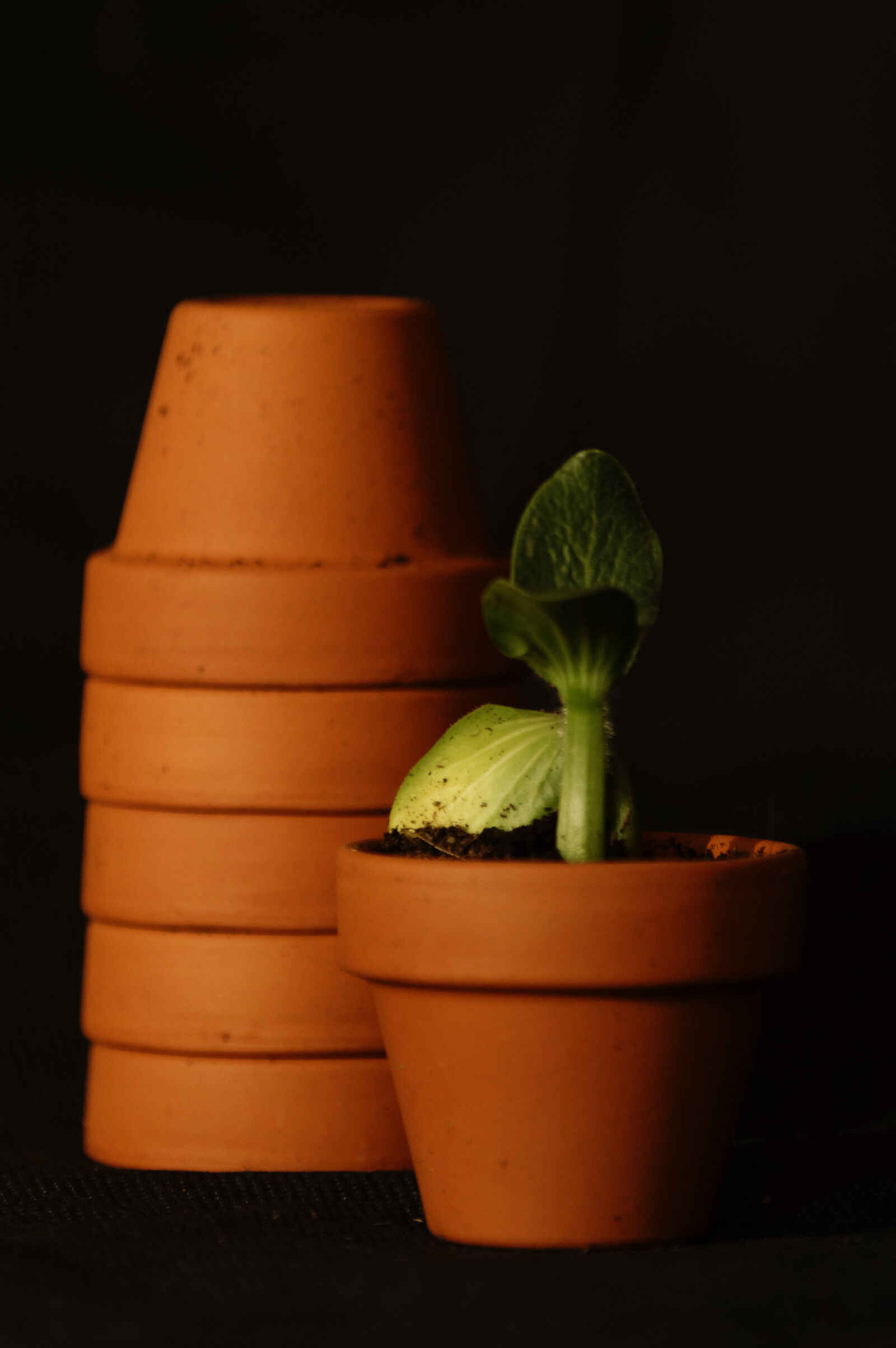 Nikon D3200 sample photo. Plant photography