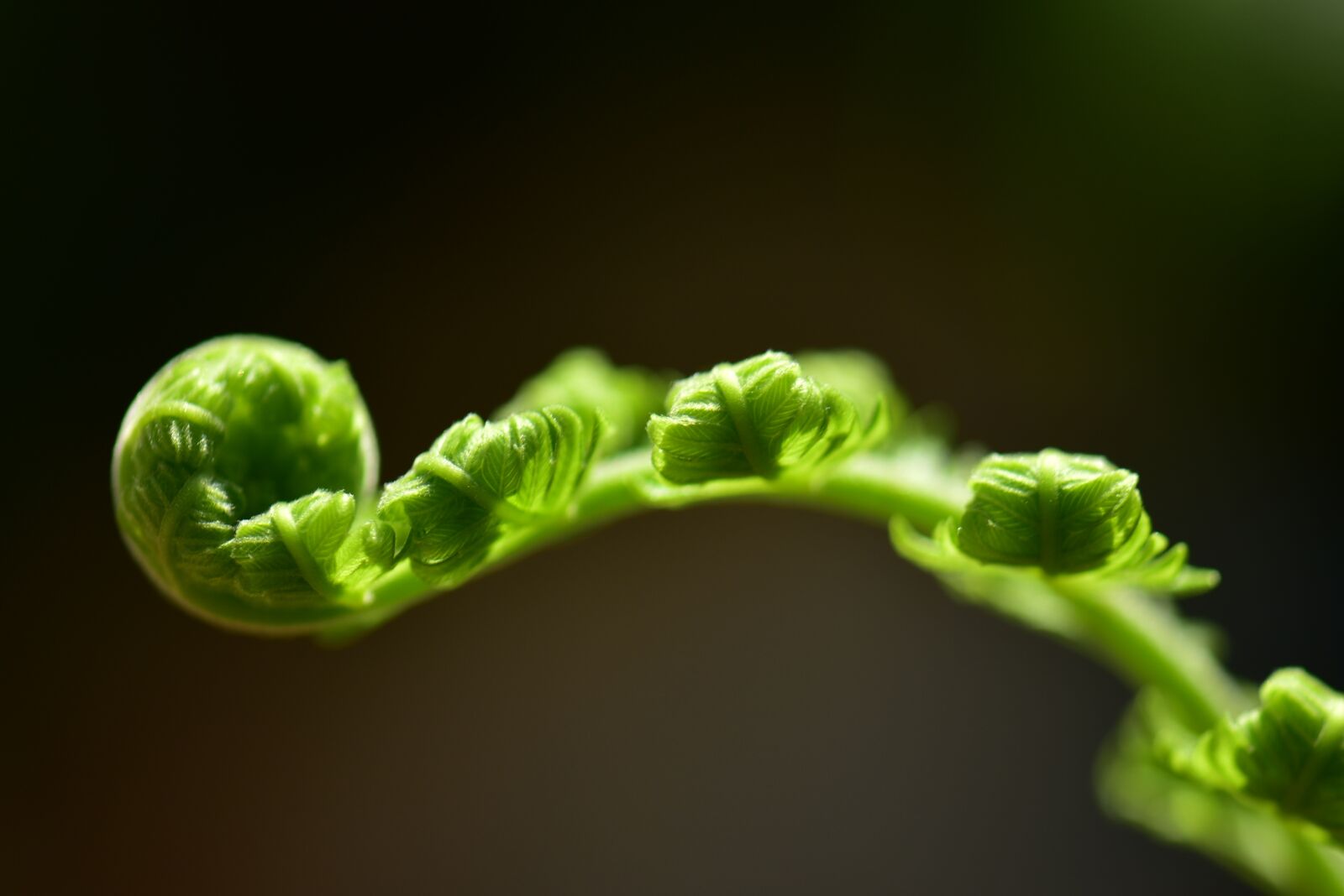 Nikon D3400 sample photo. Fern, leaf, roll photography