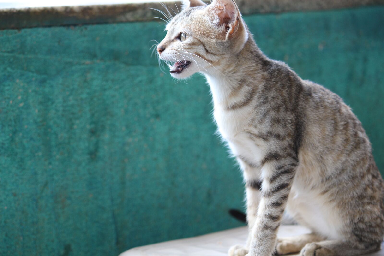 Canon EOS 700D (EOS Rebel T5i / EOS Kiss X7i) sample photo. Animal, cat, kit photography