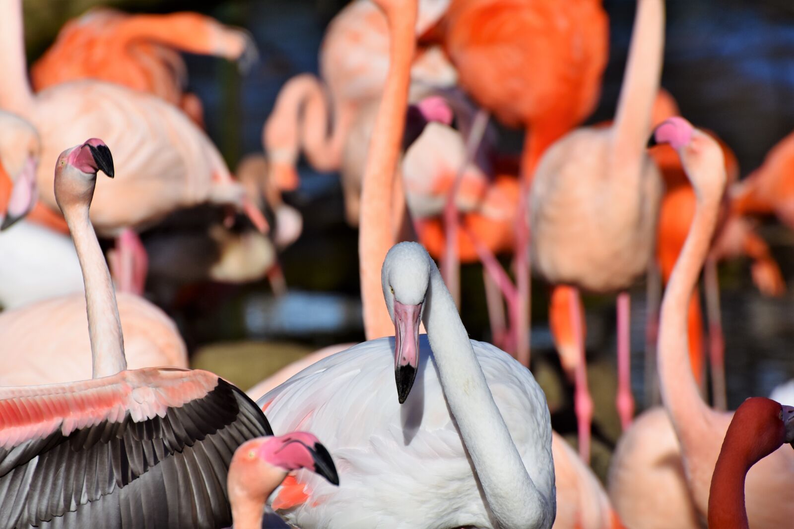 Nikon D7200 sample photo. Flamingo, white flamingo, bird photography