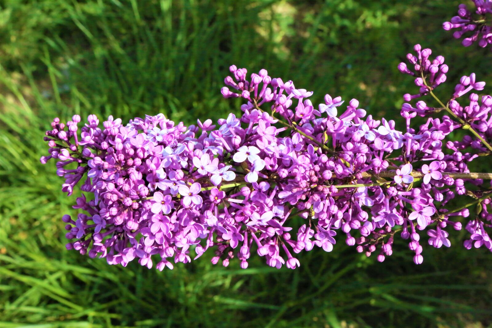 Canon EOS 5D Mark III sample photo. Flowers, purple flowers, inflorescence photography