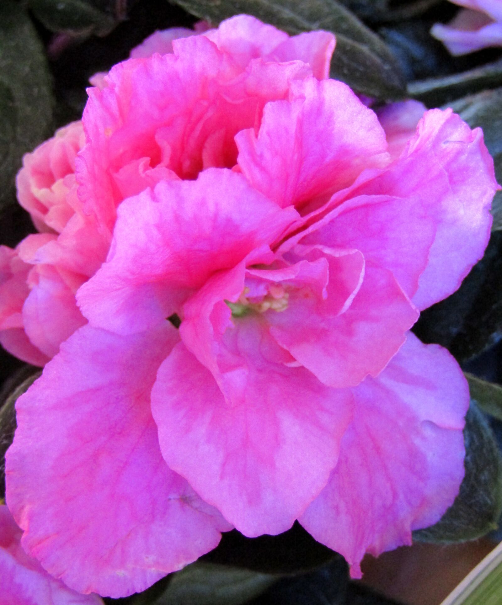 Canon POWERSHOT SX432 IS sample photo. Azalea, blossom, bloom photography