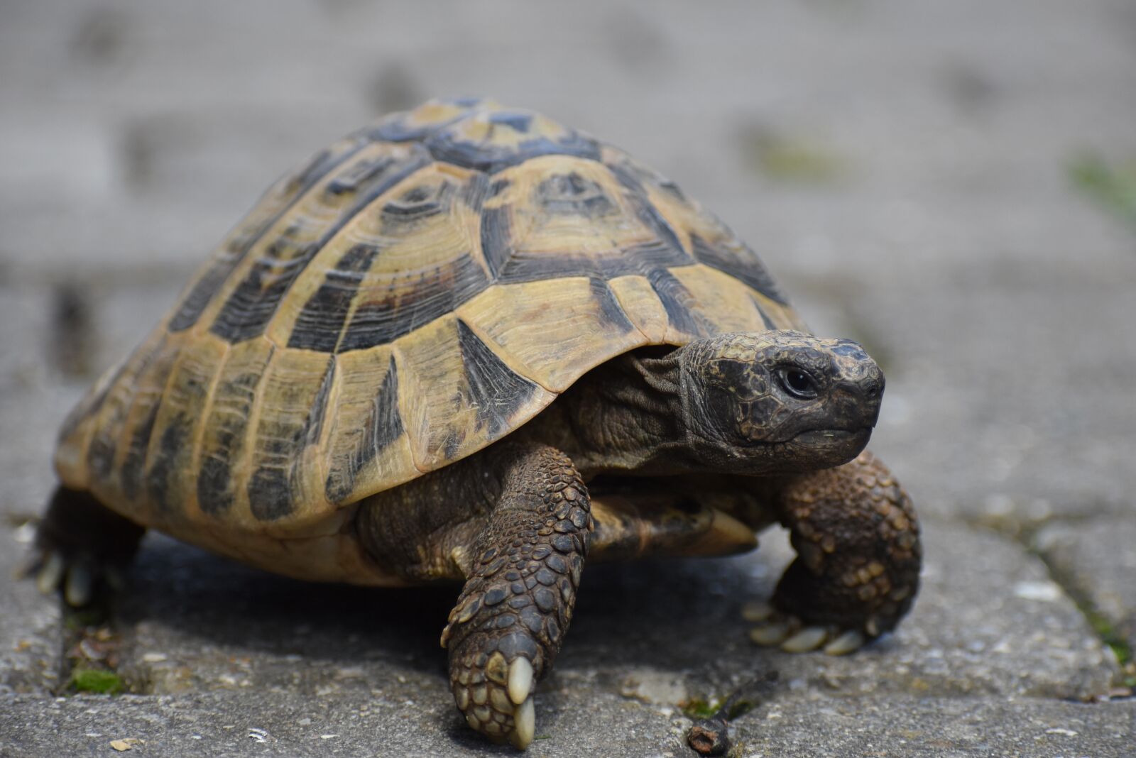 Nikon D3500 sample photo. Turtle, tortoise, greek tortoise photography