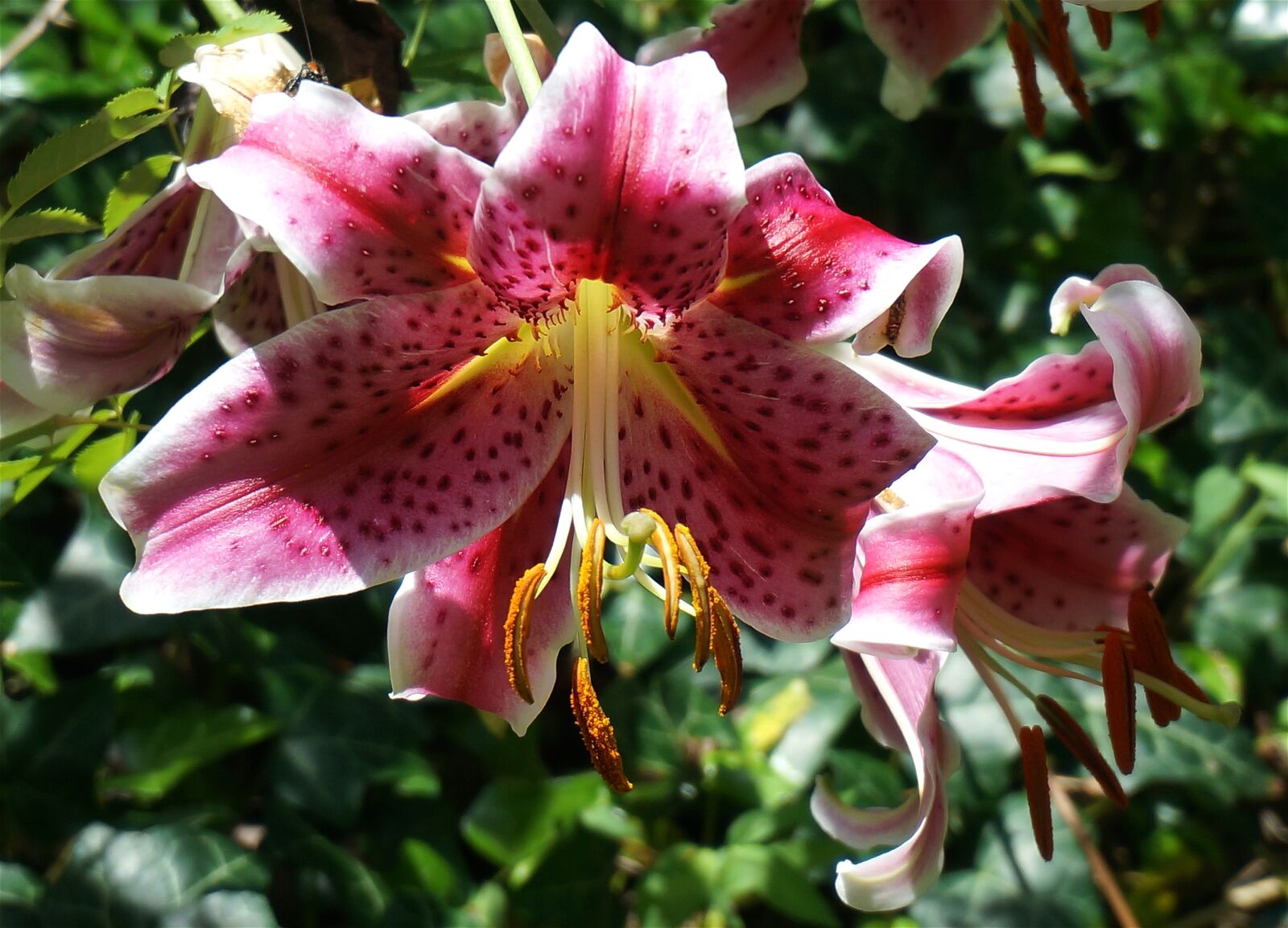 Sony Alpha NEX-5T sample photo. Asiatic lily fully open photography