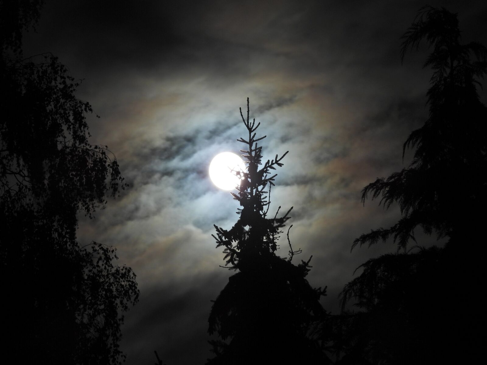 Nikon Coolpix P950 sample photo. Moon, forest, night photography
