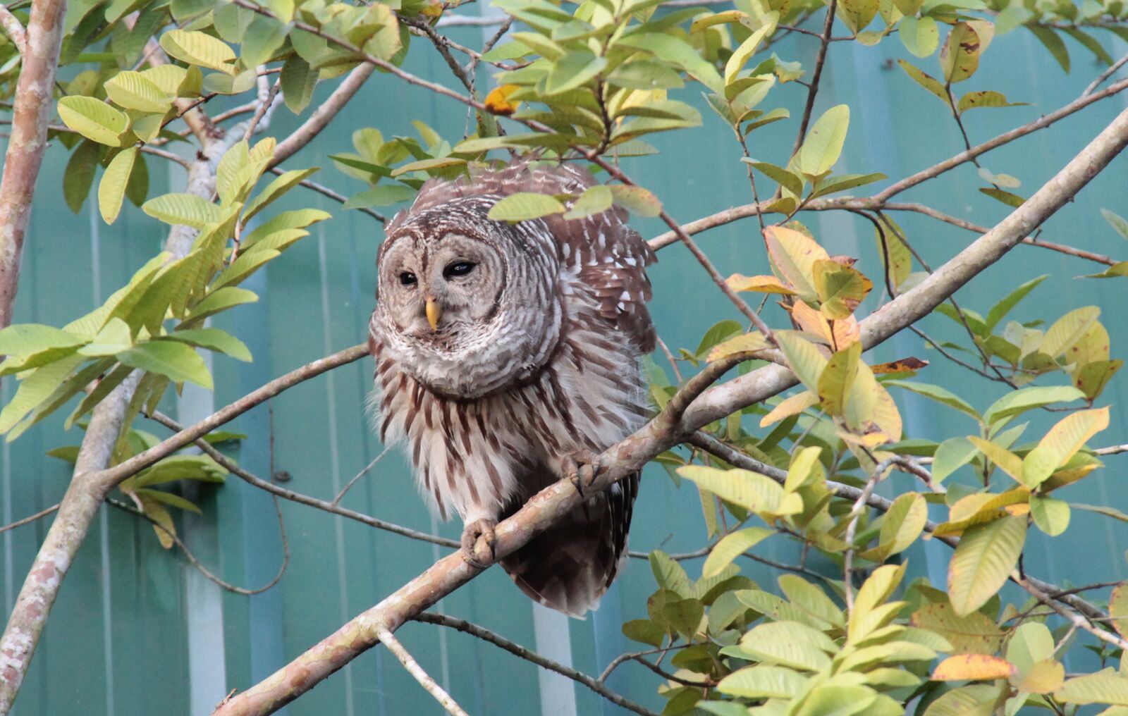 Canon EF-S 18-200mm F3.5-5.6 IS sample photo. Owl, feather, plumage photography