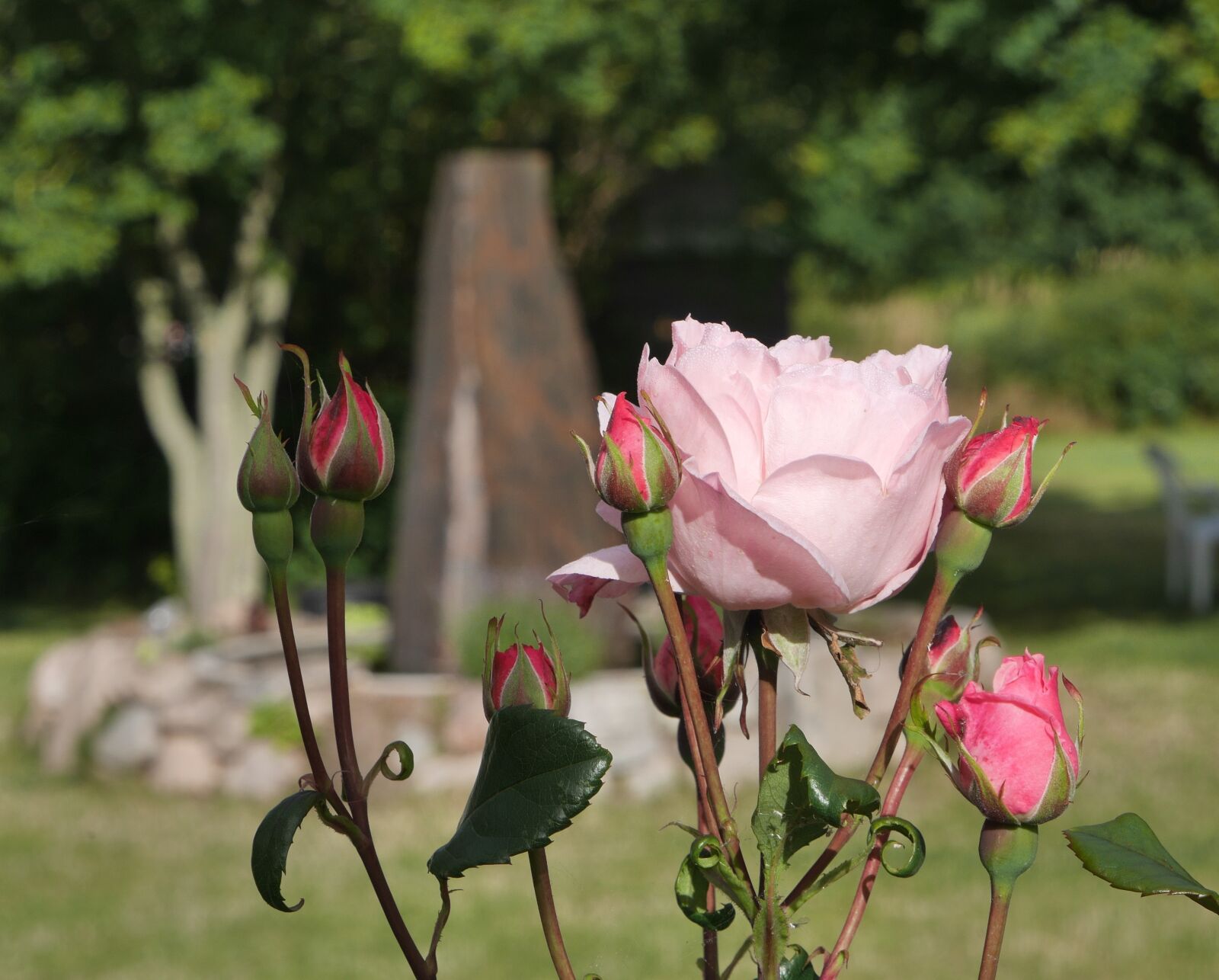 Panasonic Lumix DMC-GX7 sample photo. Natural, roses, summer photography