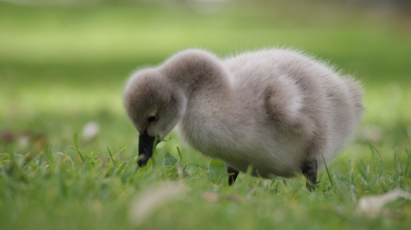 Sony Alpha DSLR-A200 sample photo. Gosling, baby, swan photography
