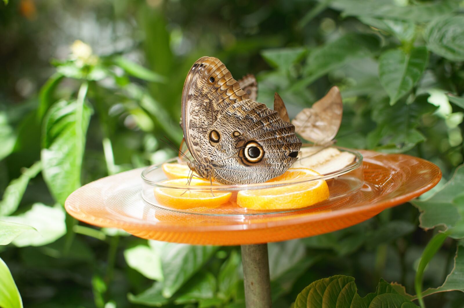 Nikon D5000 sample photo. Butterfly, garden, nature photography