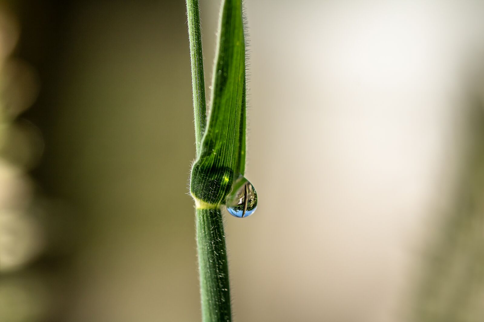 Canon EOS 750D (EOS Rebel T6i / EOS Kiss X8i) sample photo. Drip, raindrop, drop of photography