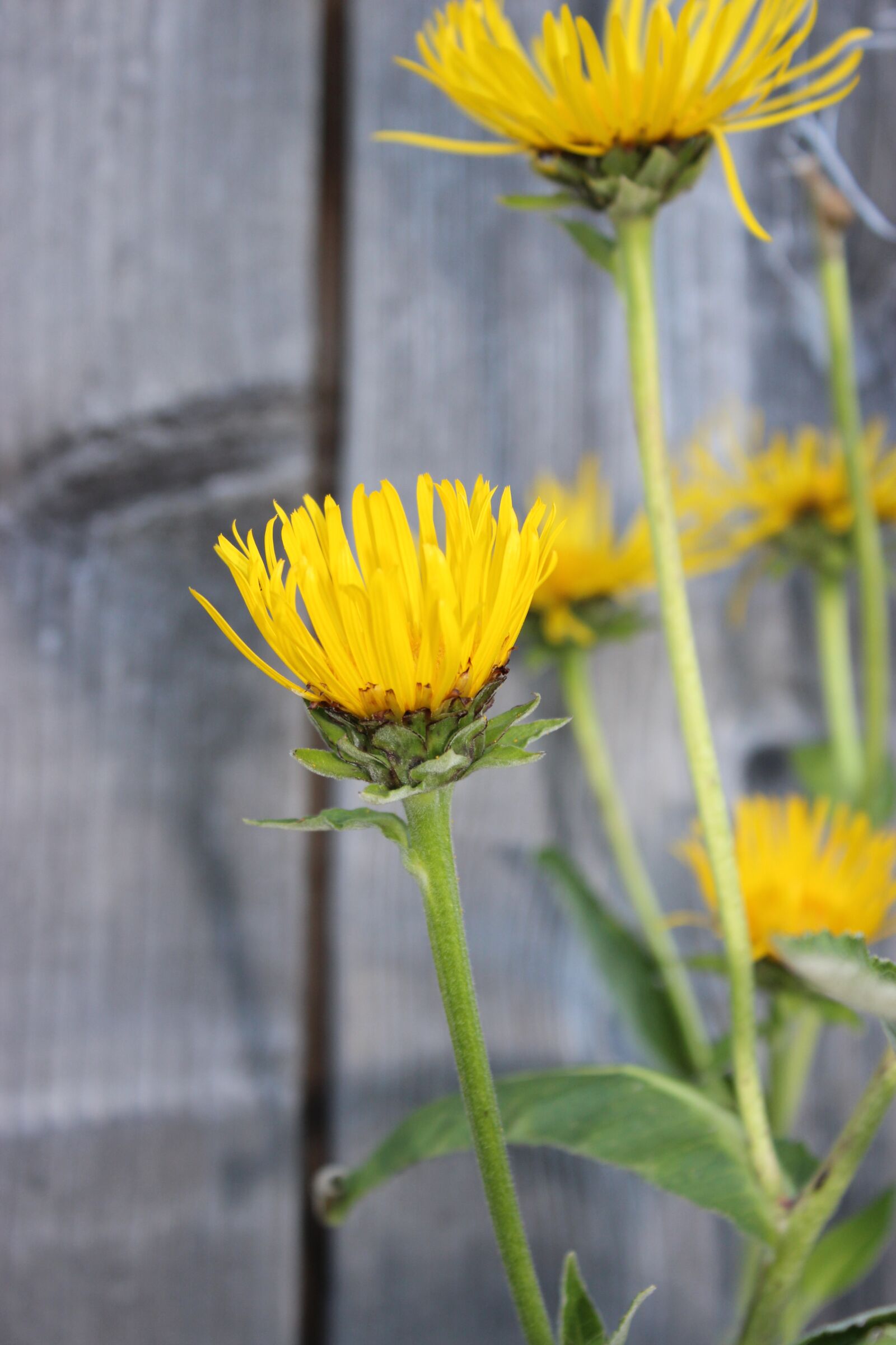 Canon EOS 600D (Rebel EOS T3i / EOS Kiss X5) sample photo. Golden mustache, flowers, yellow photography