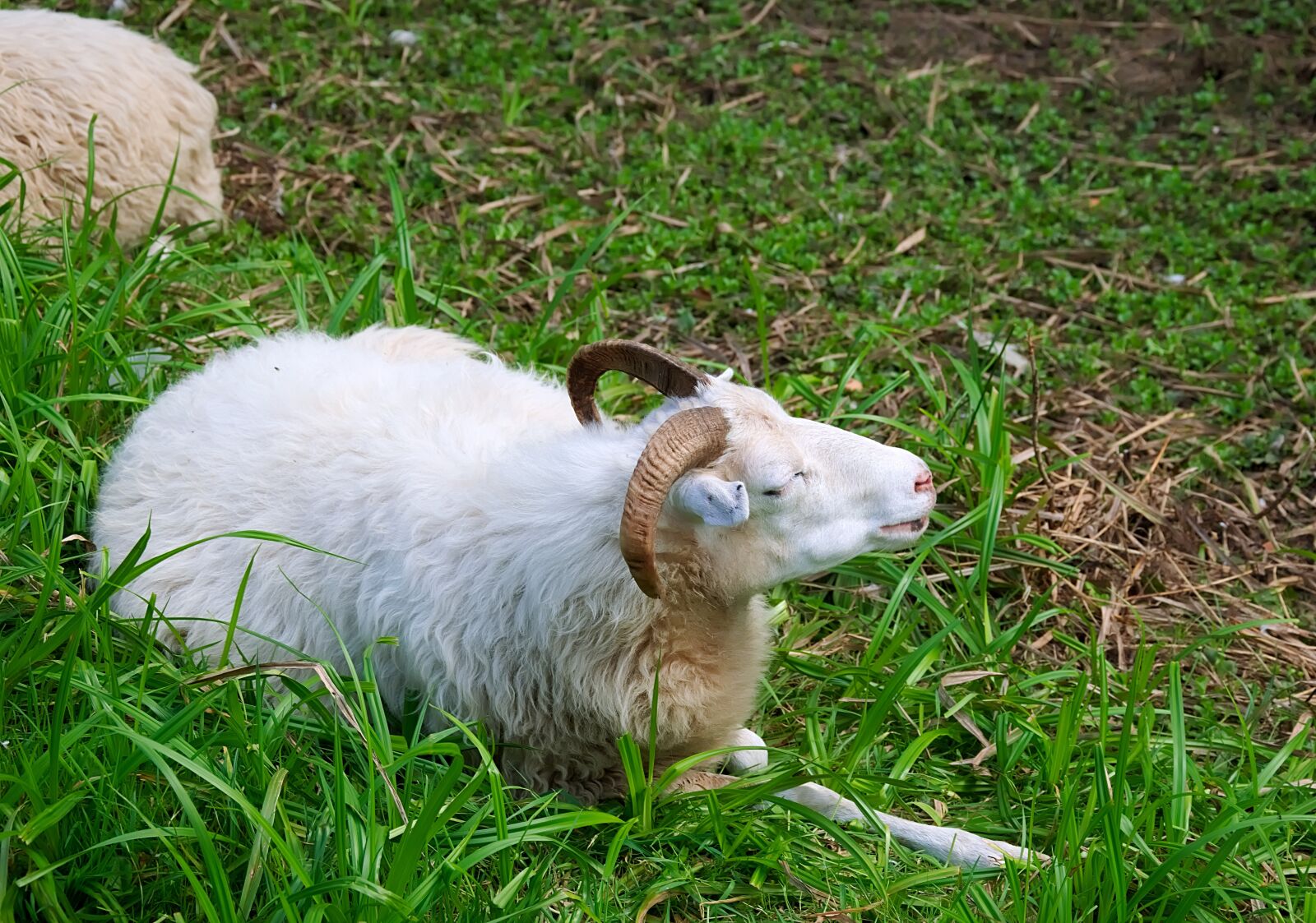 Nikon D3300 sample photo. Goat, farm, white photography