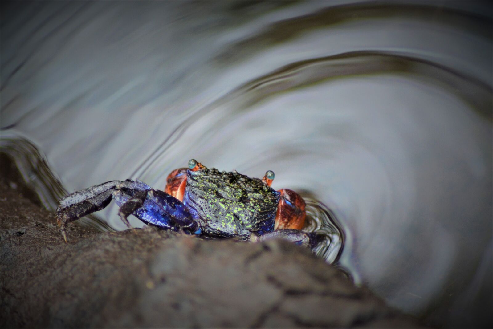 Nikon D5200 sample photo. Kepiting bakau, nature, wonerdfullindonesia photography