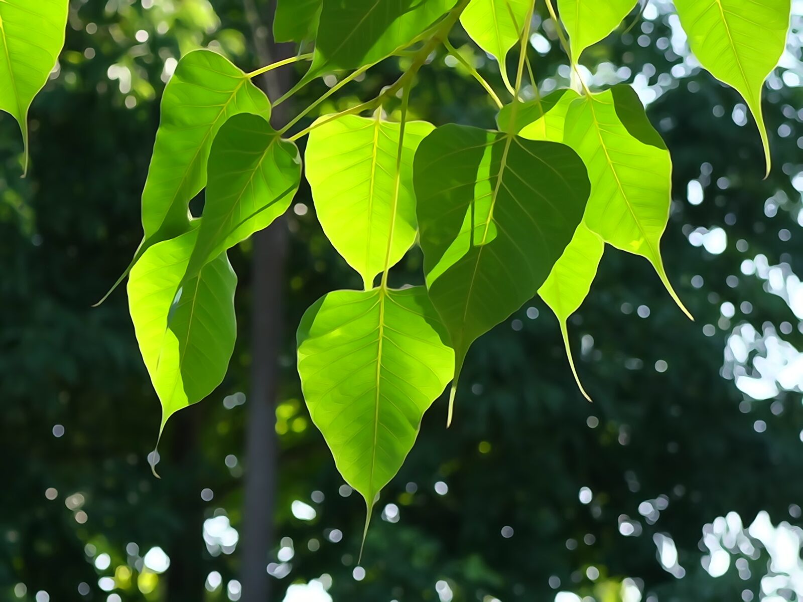 Sony Cyber-shot DSC-RX10 sample photo. Bodhi leaf, tree leaf photography