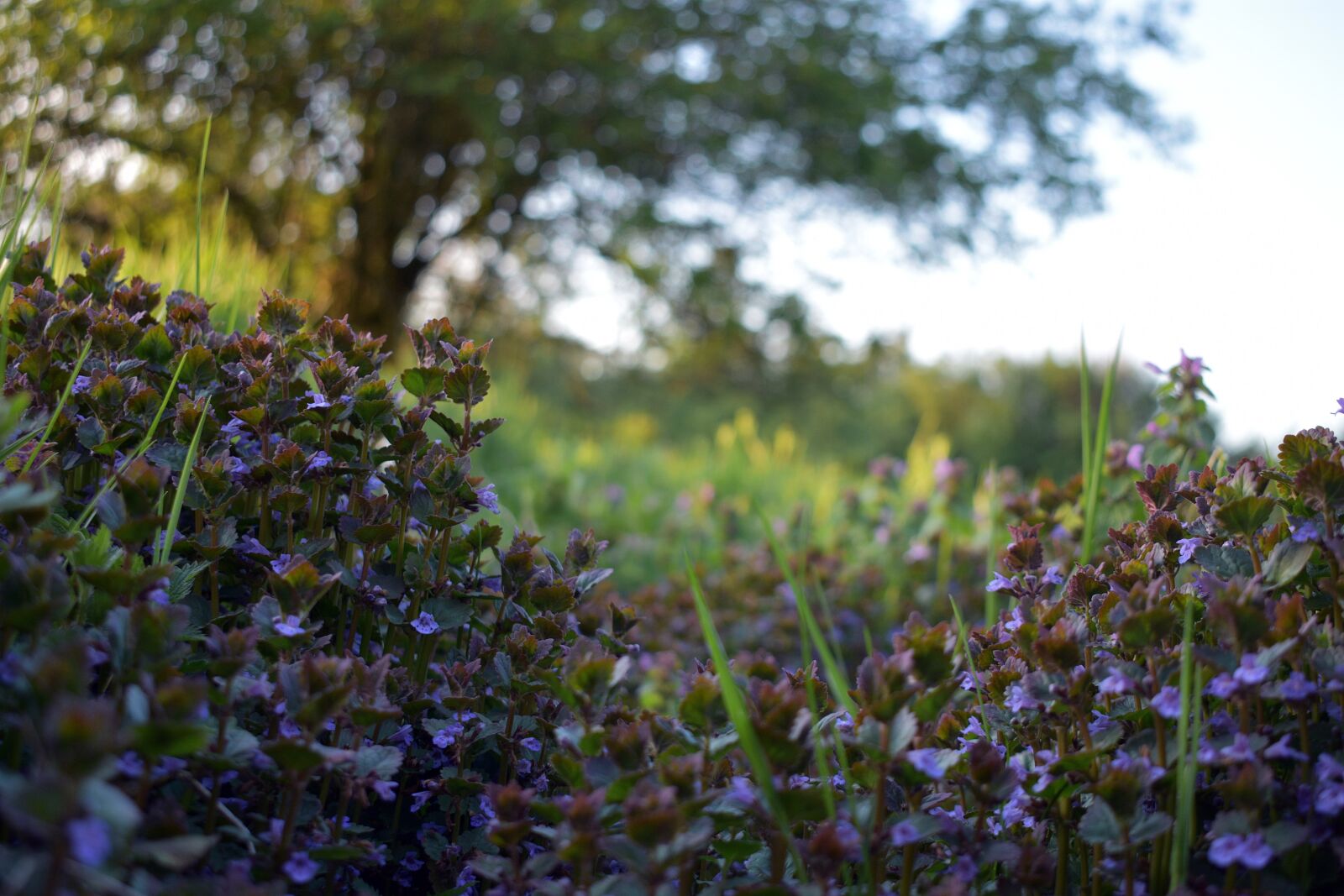 Nikon D3400 sample photo. Spring, meadow, field photography