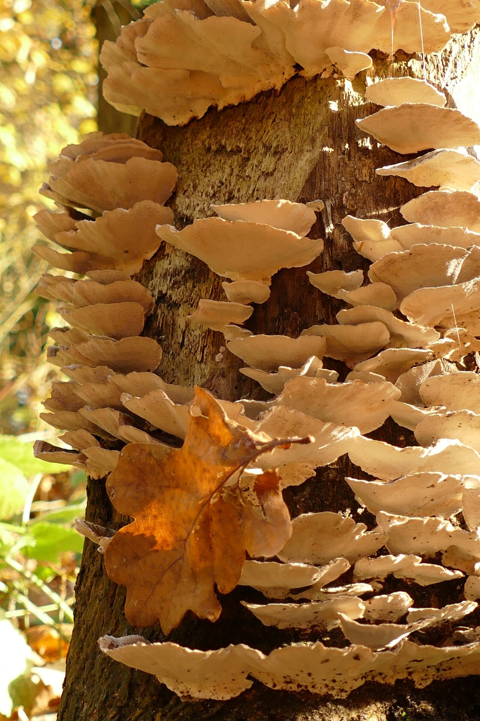 Panasonic Lumix DMC-FZ1000 sample photo. Agaric, mushroom, mold photography