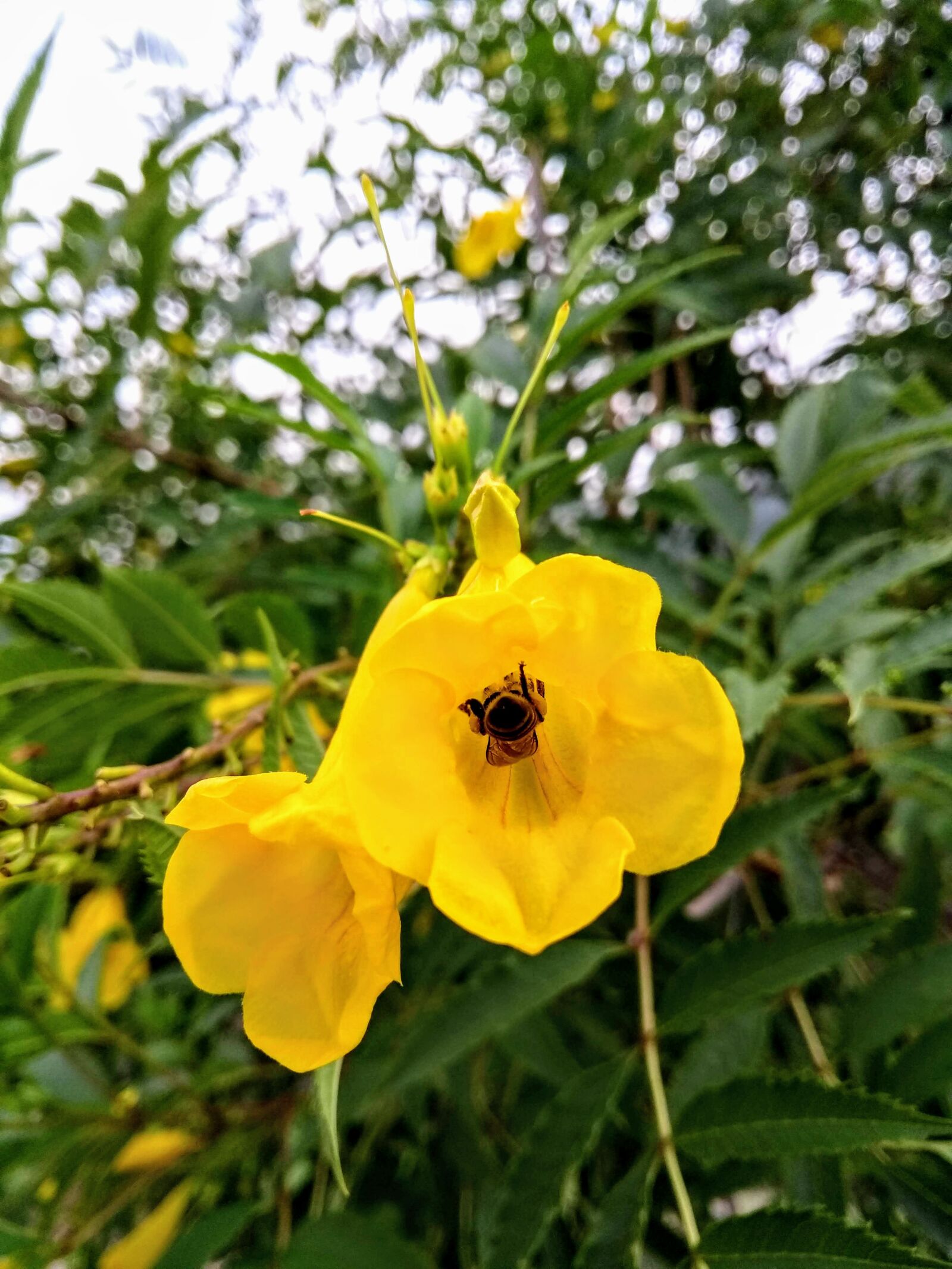 Motorola Moto G (5th Gen) sample photo. Flower, bee, yellow photography