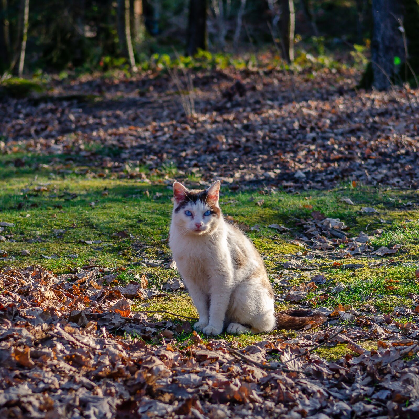 Nikon D7000 sample photo. Cat, nature, forest photography