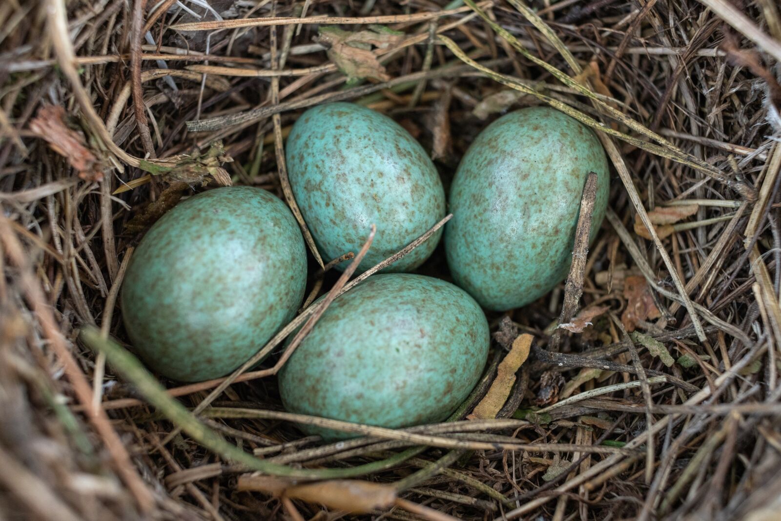Canon EF-S 24mm F2.8 STM sample photo. Jack, masonry, eggs photography