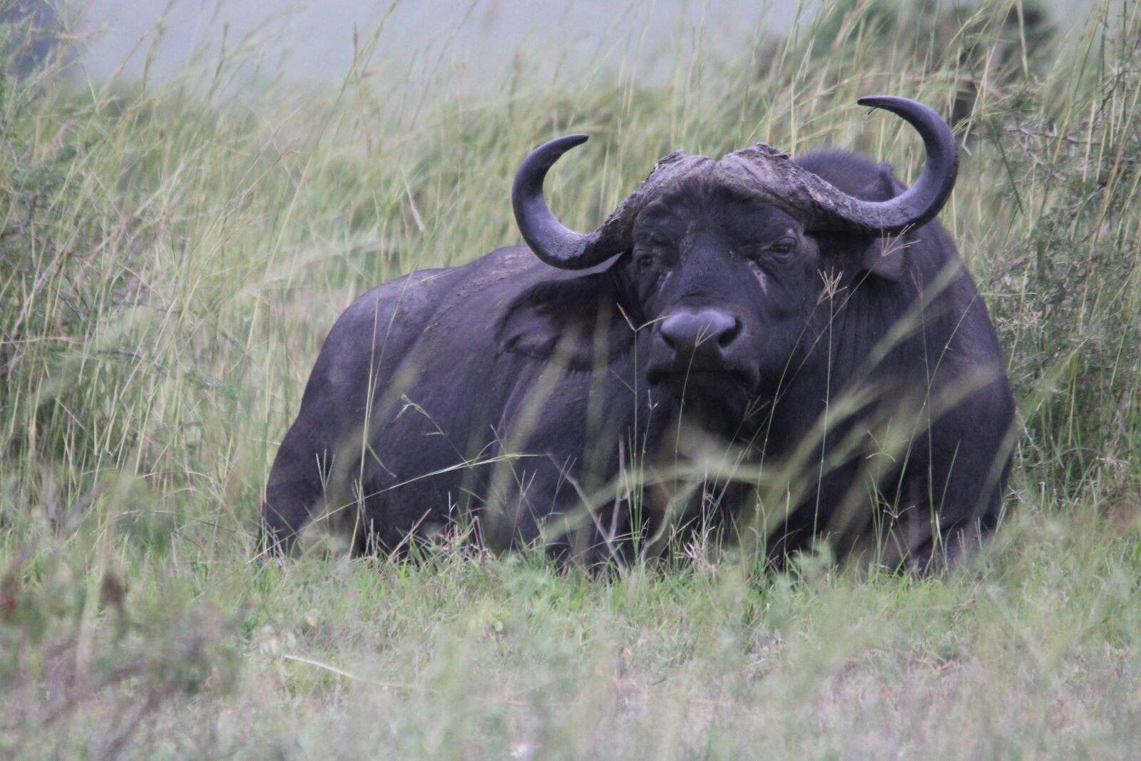 Canon EOS 60D sample photo. Old, african, buffalo photography