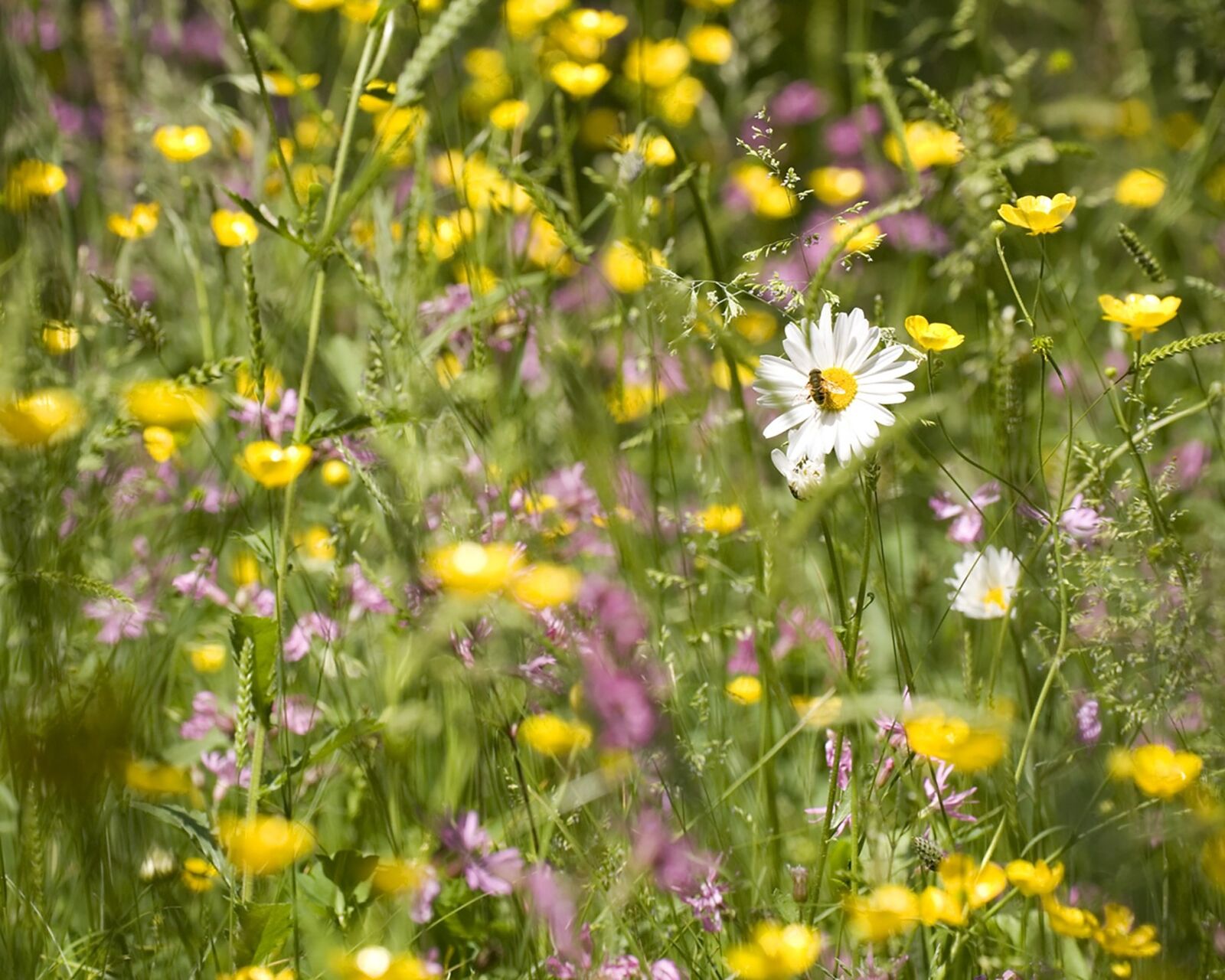 Canon EOS 5D sample photo. Nature, meadow, fly photography