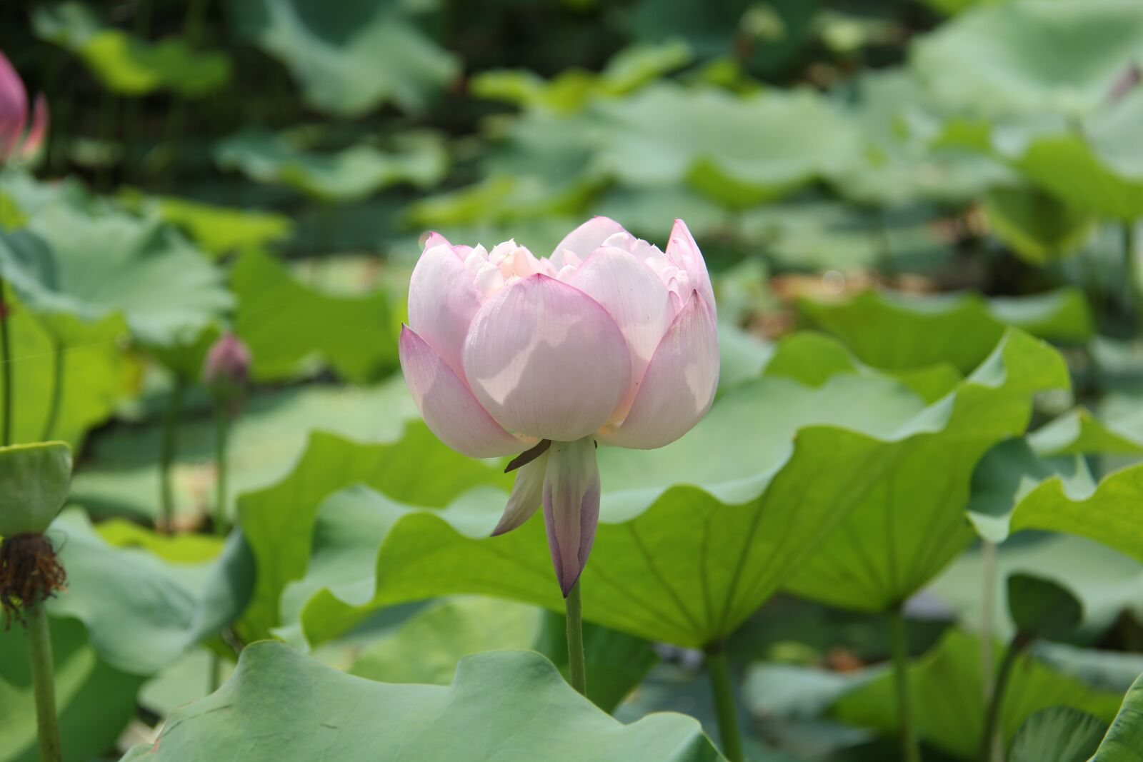 Canon EF-S 18-200mm F3.5-5.6 IS sample photo. Water lily, plant, scenery photography
