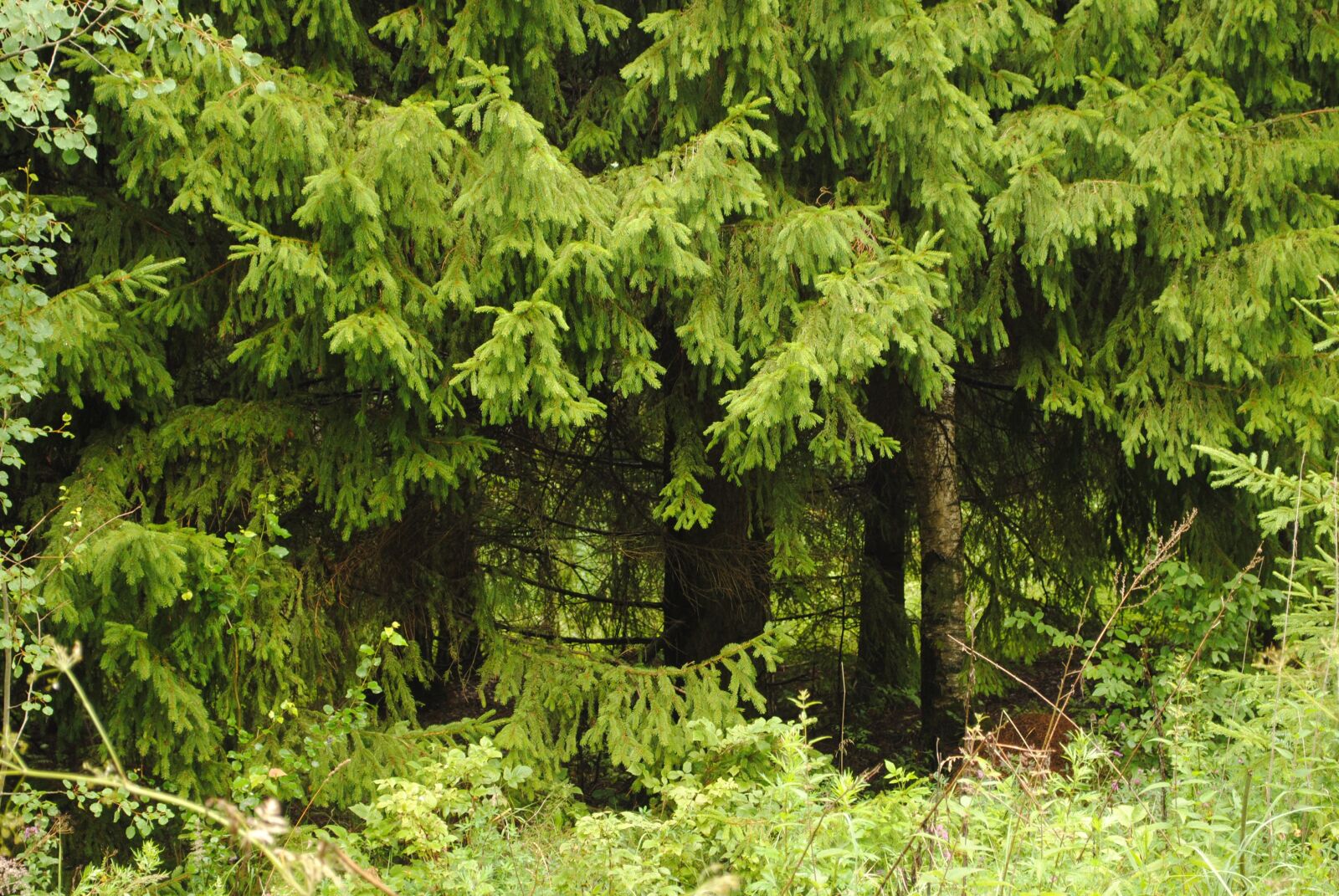 Nikon D3000 sample photo. Foliage, forest, forests photography
