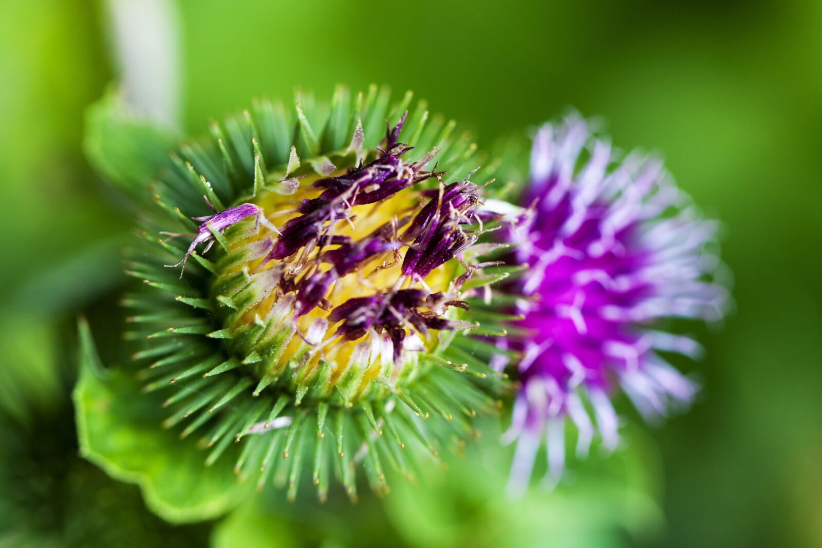 Canon EF 100mm F2.8L Macro IS USM sample photo. Thistle, flower, thorns photography