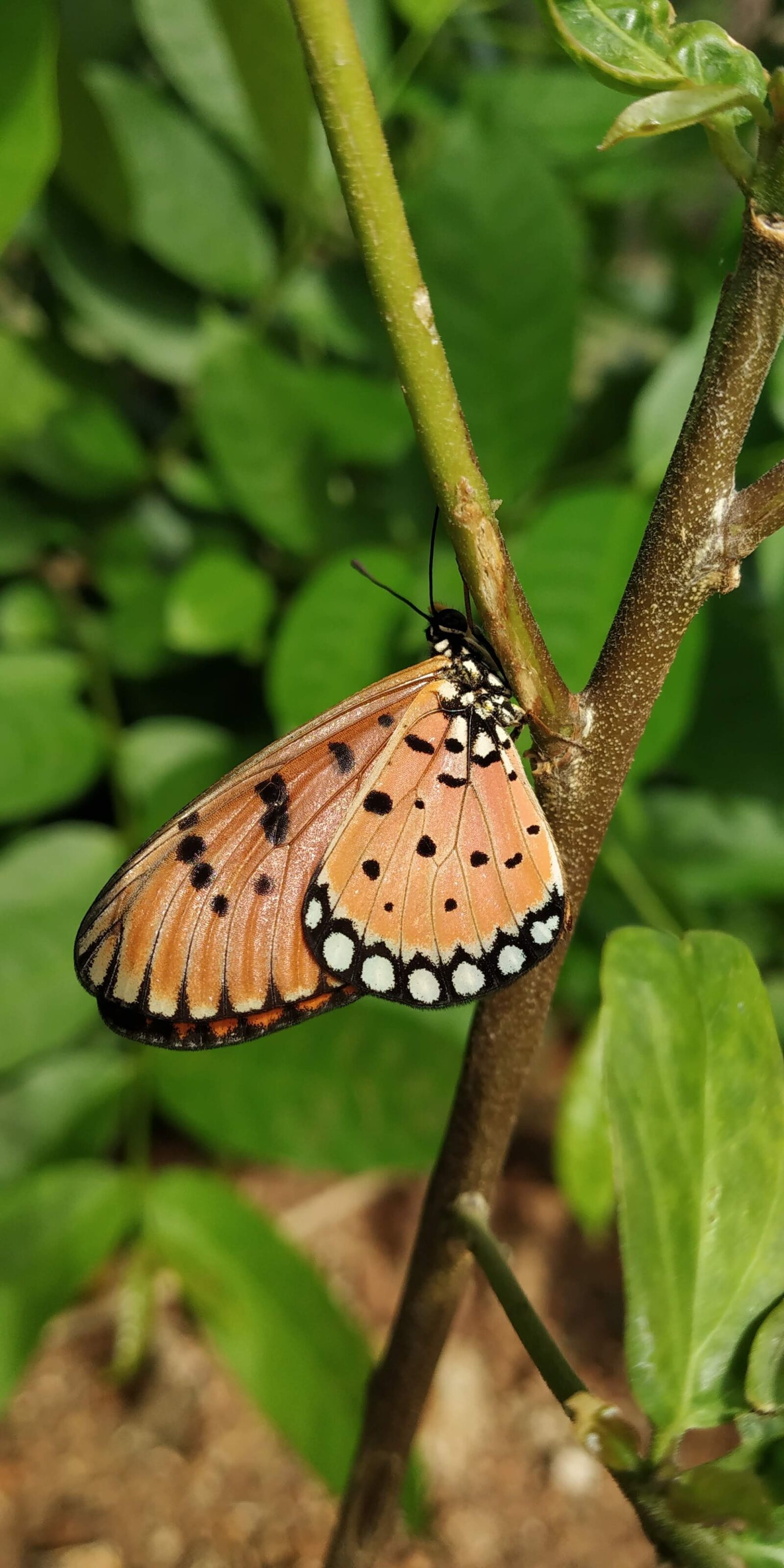 Xiaomi Redmi Note 5 Pro sample photo. Butterfly, orange, nature photography
