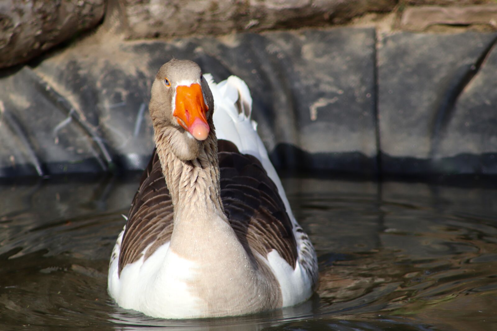 Canon EOS 800D (EOS Rebel T7i / EOS Kiss X9i) sample photo. Water bird, goose, ganter photography