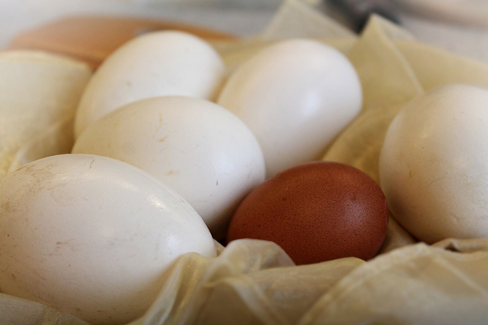 Canon EOS 1100D (EOS Rebel T3 / EOS Kiss X50) sample photo. Eggs, egg, chicken photography