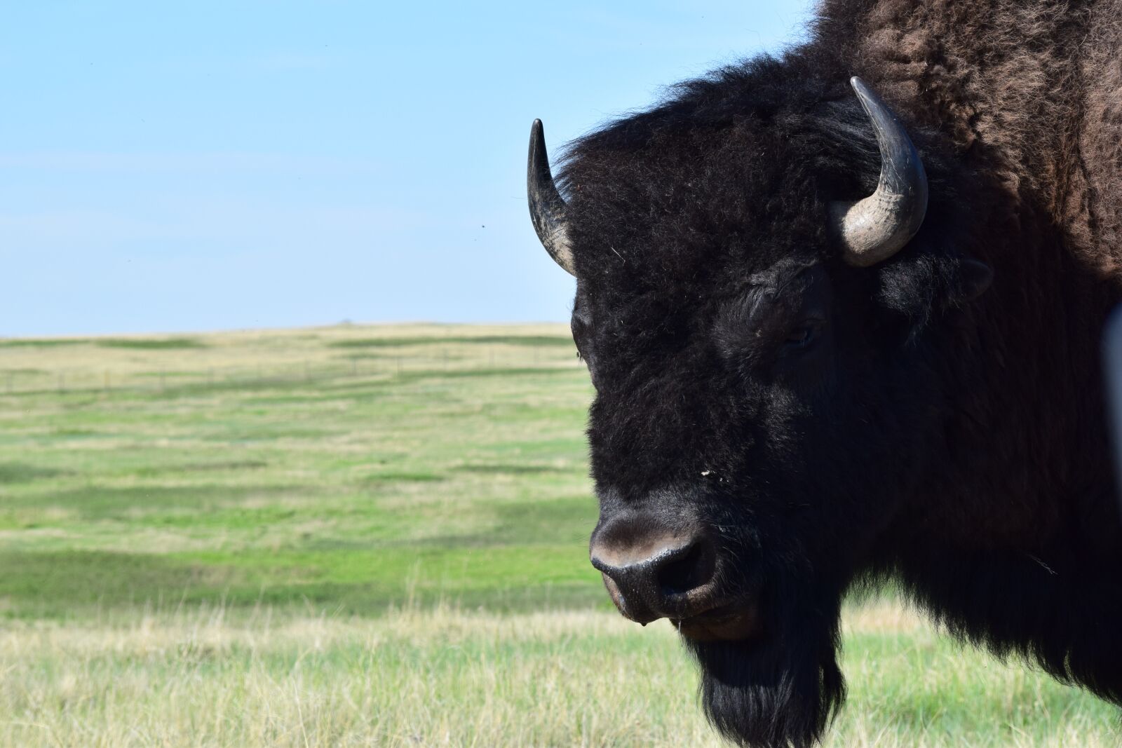 Nikon D3300 sample photo. Buffalo, bison, wildlife photography