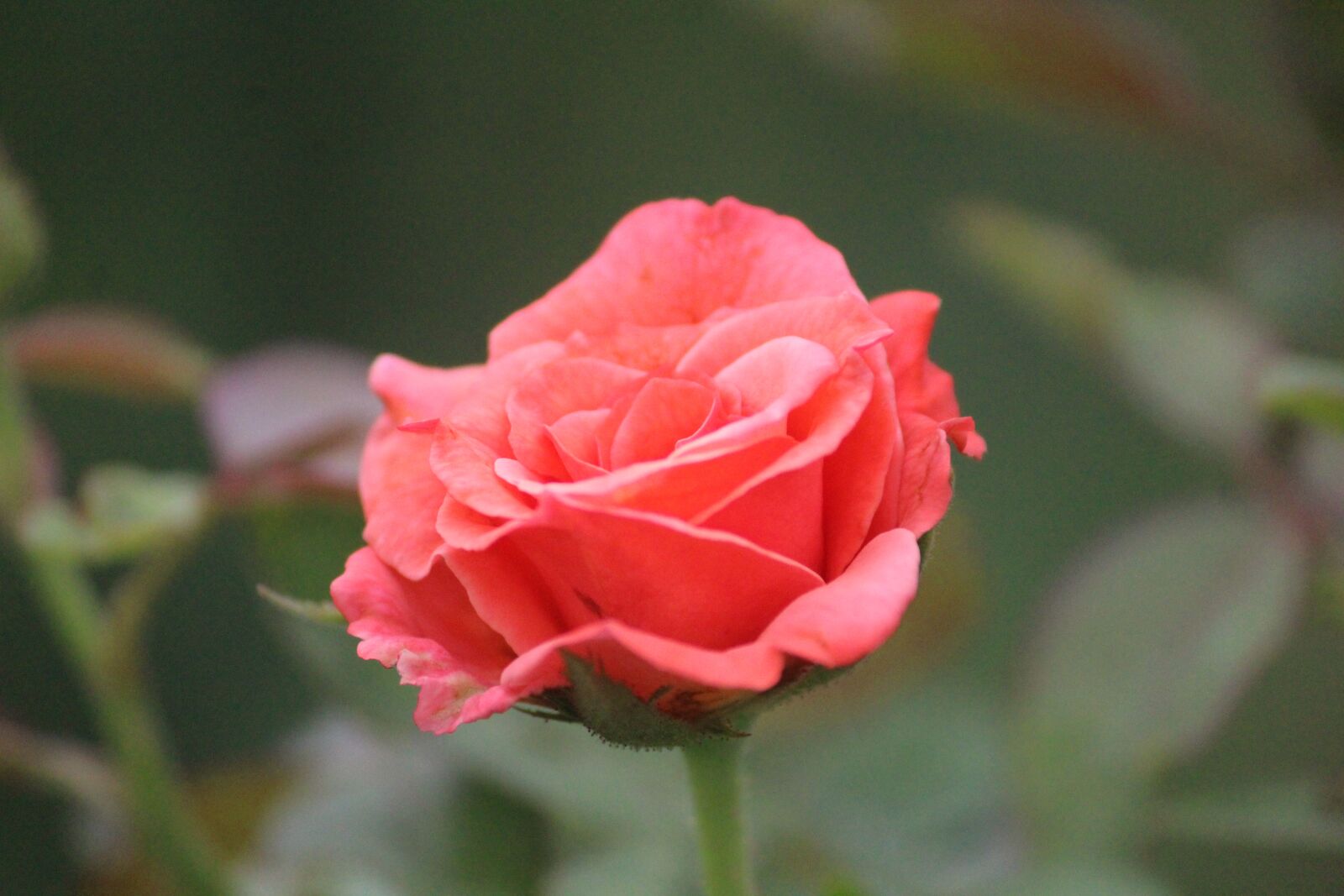 Canon EOS 1200D (EOS Rebel T5 / EOS Kiss X70 / EOS Hi) sample photo. Pink rose, flower, grace photography