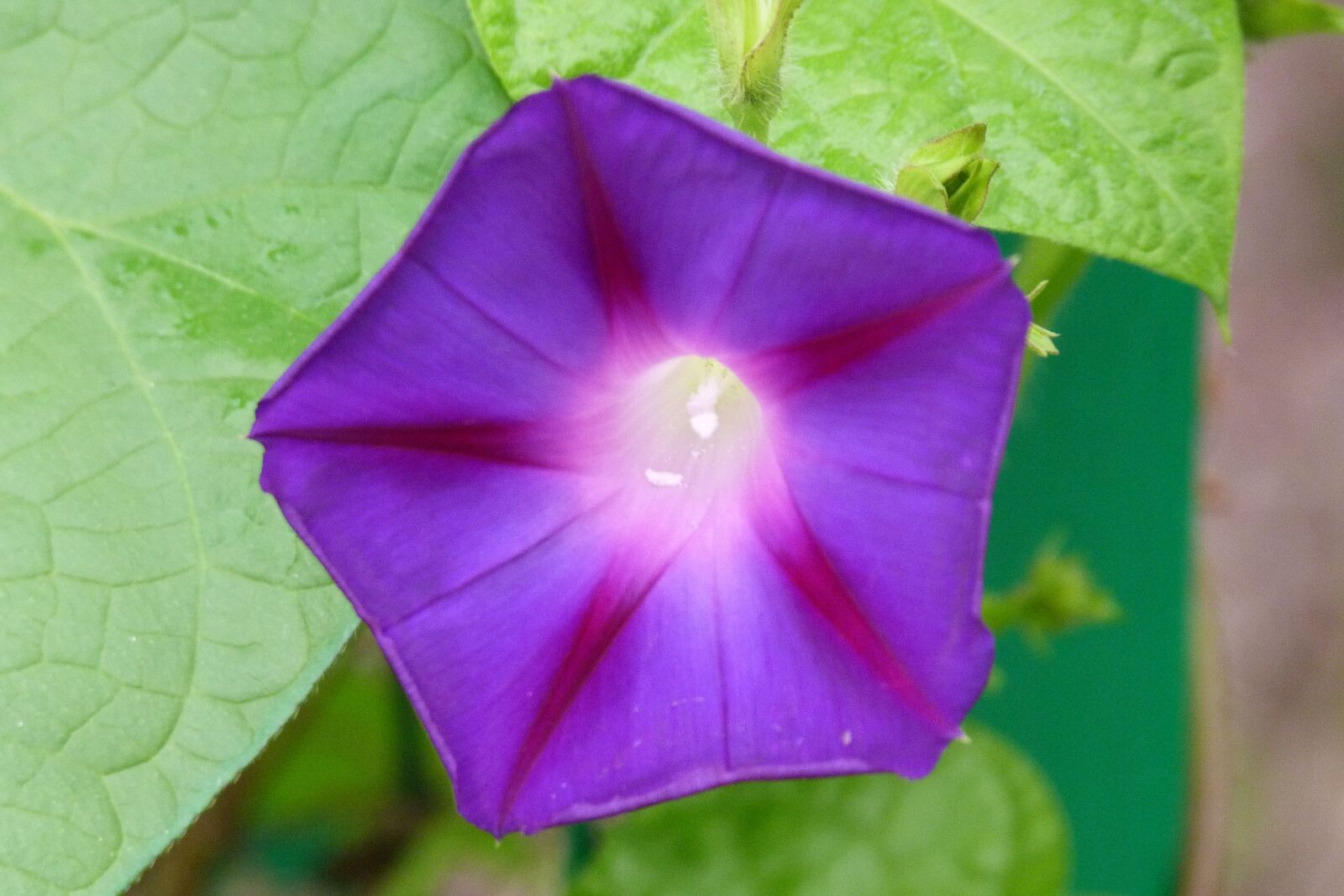 Panasonic Lumix DMC-FZ40 (Lumix DMC-FZ45) sample photo. Purple, flower, morning glory photography