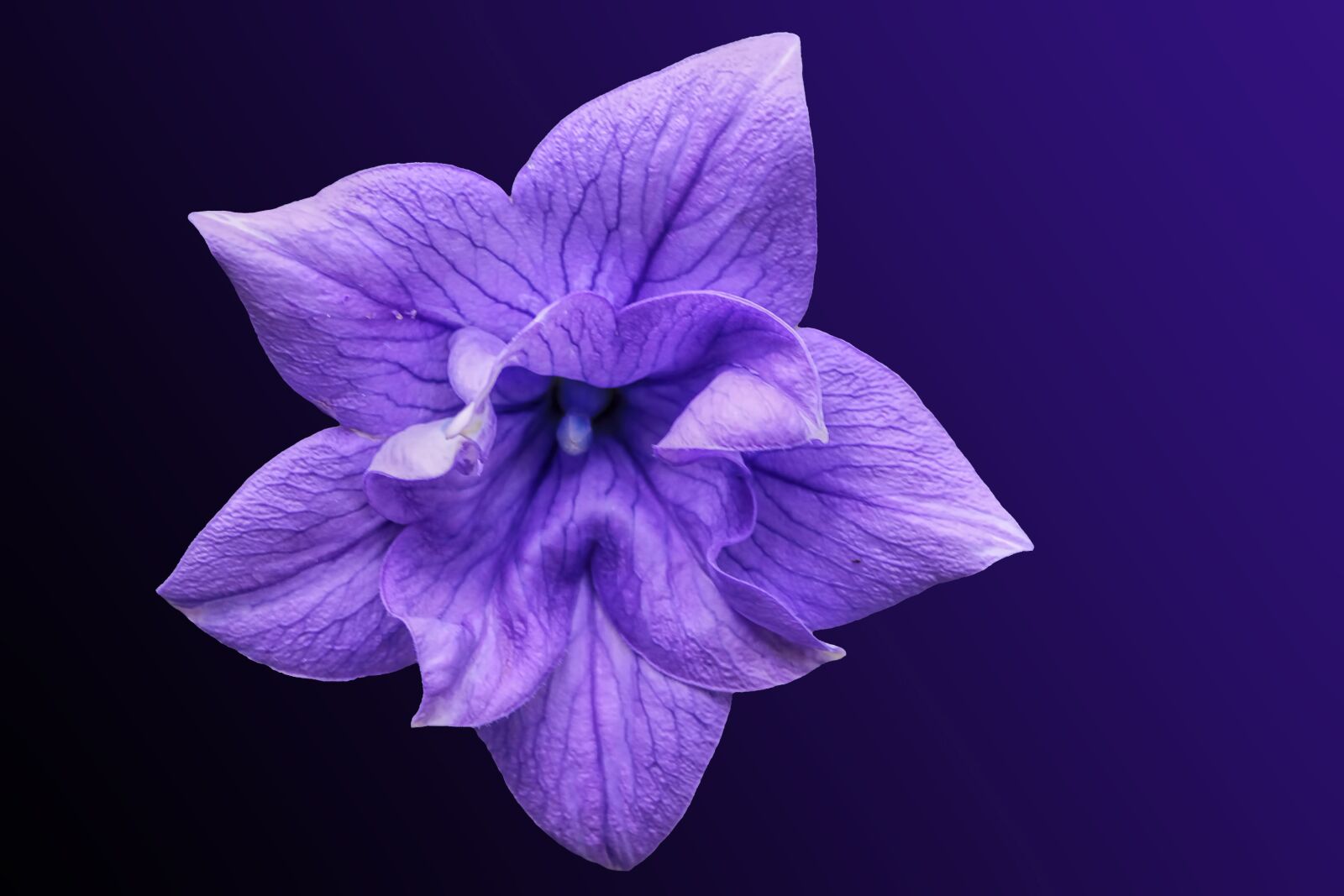 Nikon D3000 sample photo. Flower, blossom, bloom photography